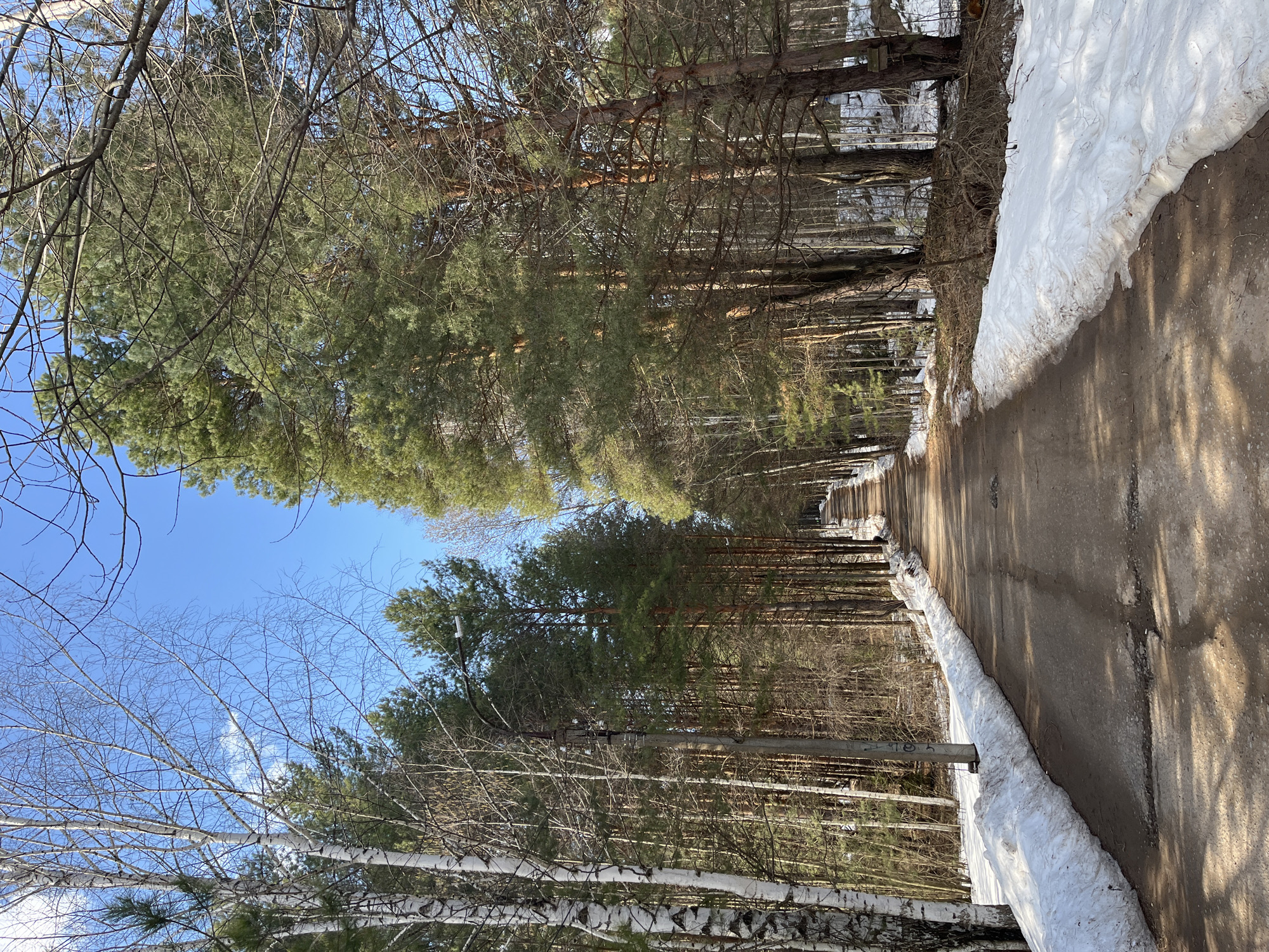 The image depicts a path in what appears to be a wooded area. The path is mostly clear of snow, but there is snow remaining along the edges. Tall trees line both sides of the path, with bare branches visible against a clear blue sky in some areas. The location is identified as the city of Chaikovsky, Russia. The scene suggests a transition between winter and spring. There are no people visible in the frame.