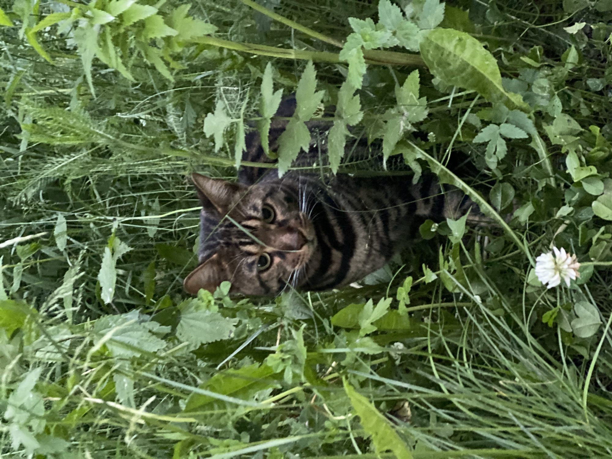 A brown tabby cat with green eyes is partially hidden in lush green foliage. The cat is looking directly at the camera with its ears perked up. The environment appears to be a natural setting, possibly a garden or park, with various types of plants and a single white clover flower in the foreground. The lighting suggests it is daytime. The image is a close-up shot, with the cat's face and upper body being the main focus. There is no indication of this scene being located in Yekaterinburg, Russia, or any other specific city.