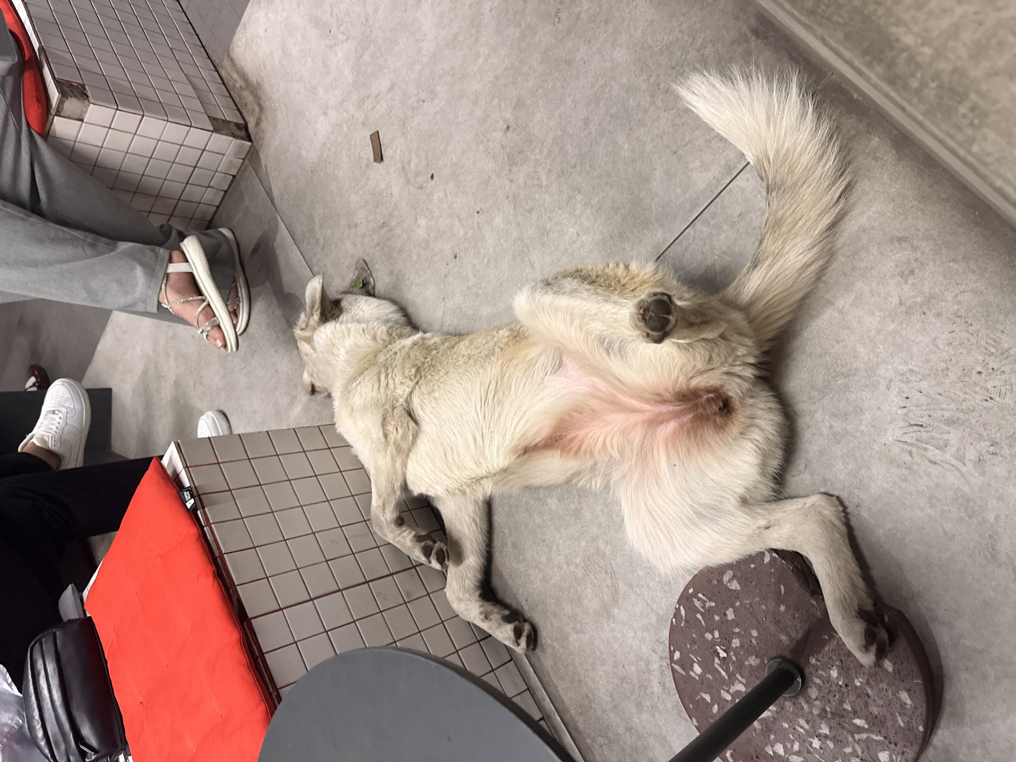 A light-colored dog is lying on its back on a gray tiled floor. Its legs are splayed out, and its belly is exposed. The dog appears to be relaxed or sleeping. In the background, a red cushion is visible on a white tiled surface. Several people are partially visible, wearing casual clothing. One person is wearing gray pants and sandals, and another is wearing black pants and white sneakers. A black bag is on the red cushion. The scene suggests an indoor public space, possibly a cafe or waiting area, located in Yerevan, Armenia, as indicated by the context provided.