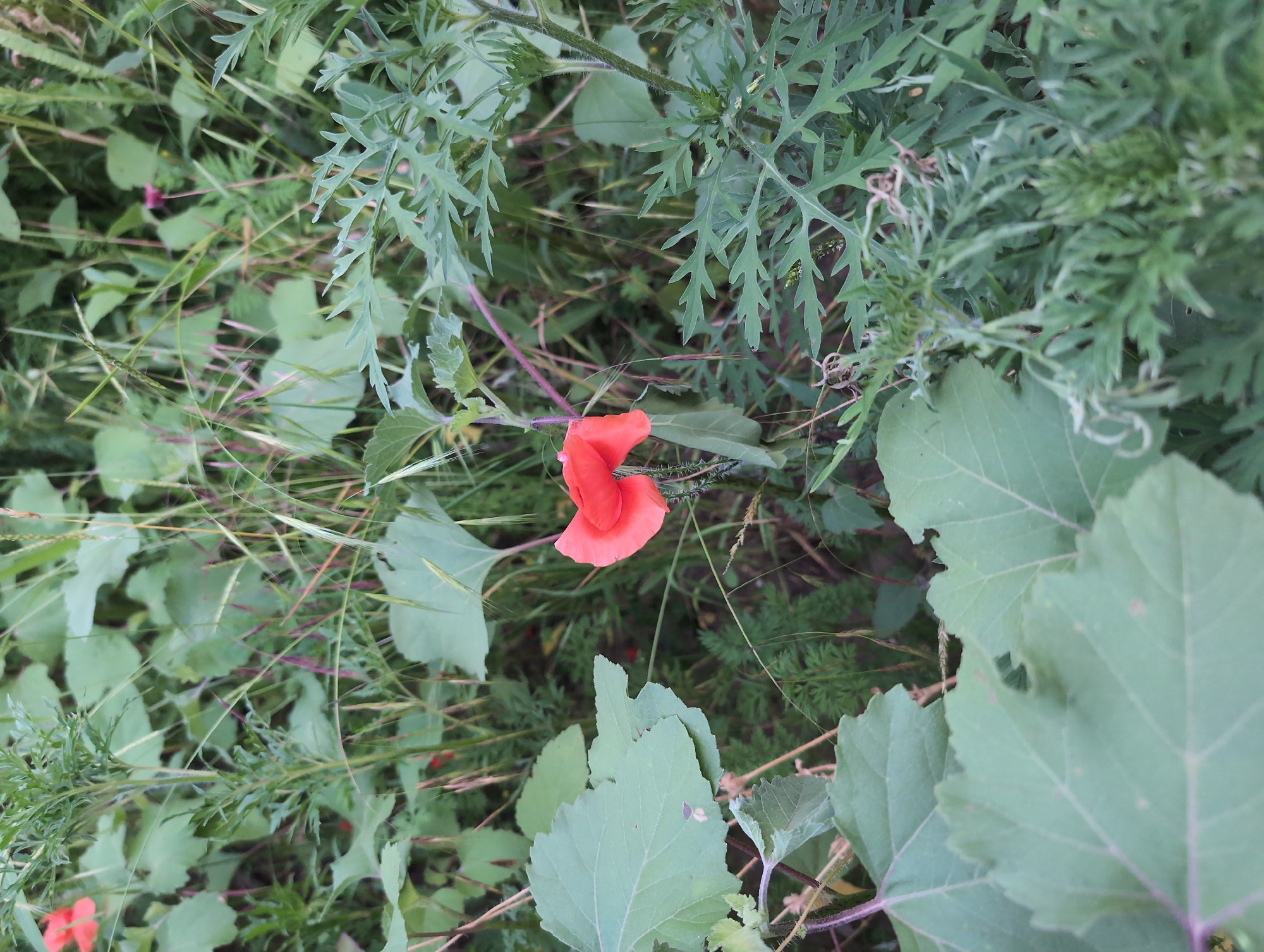 An extreme close-up shot captures a single, vibrant red poppy flower in the center of the frame. The poppy's delicate petals are slightly unfurled, revealing a dark center. The flower is surrounded by a dense thicket of green foliage, with various leaves and blades of grass creating a natural, wild backdrop. Some of the leaves are broad and heart-shaped, while others are long and slender. Thin, dry grass stalks are interspersed throughout the scene, adding texture and depth. The lighting suggests it may be late afternoon or early morning, with soft shadows and diffused light. The overall impression is one of a natural, untamed environment. The image was taken in Krasnodar, Russia.