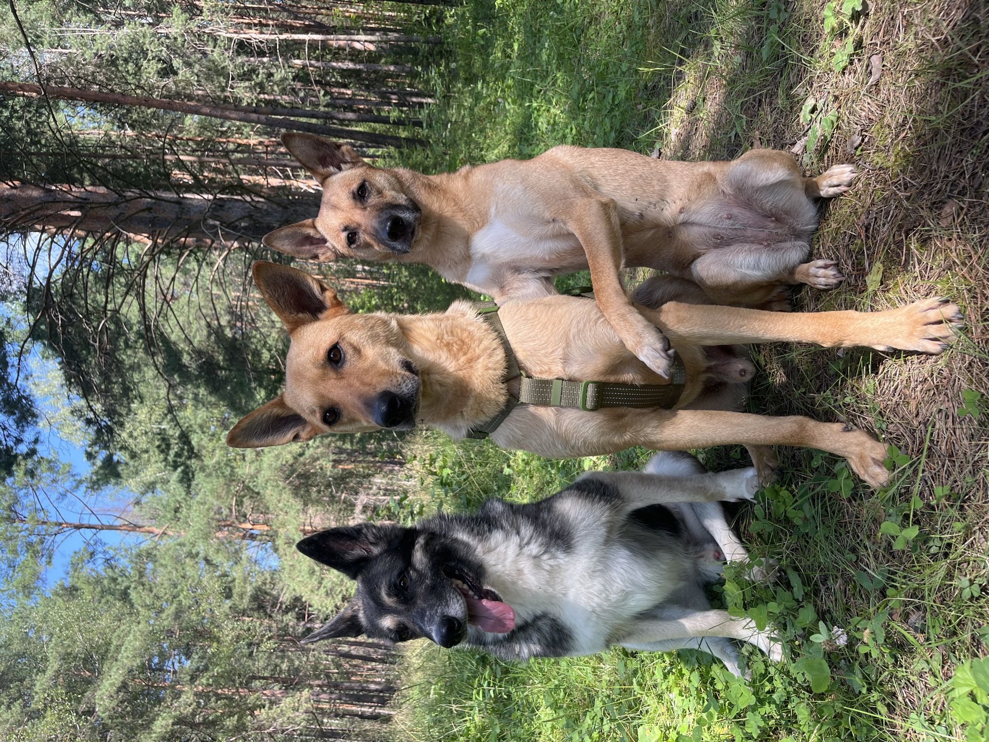 Three dogs are posing for a photograph in a forest setting. The dog on the left is a medium-sized German Shepherd mix with black, white, and gray markings. It is sitting upright with its tongue lolling out and looking to the left. In the center is a tan-colored dog, possibly a Belgian Malinois mix, wearing a green harness. It is also sitting upright and looking forward. The dog on the right is another tan-colored dog, similar in breed to the center dog, and it is sitting with its front paws resting on the back of the center dog, as if posing. The dogs are on a grassy and pine needle-covered ground. The background consists of tall pine trees and green foliage under a clear blue sky. The overall lighting suggests it is daytime, with sunlight filtering through the trees. No people are visible in the image, and there are no specific landmarks to identify the location as Nizhny Tagil, Russia.