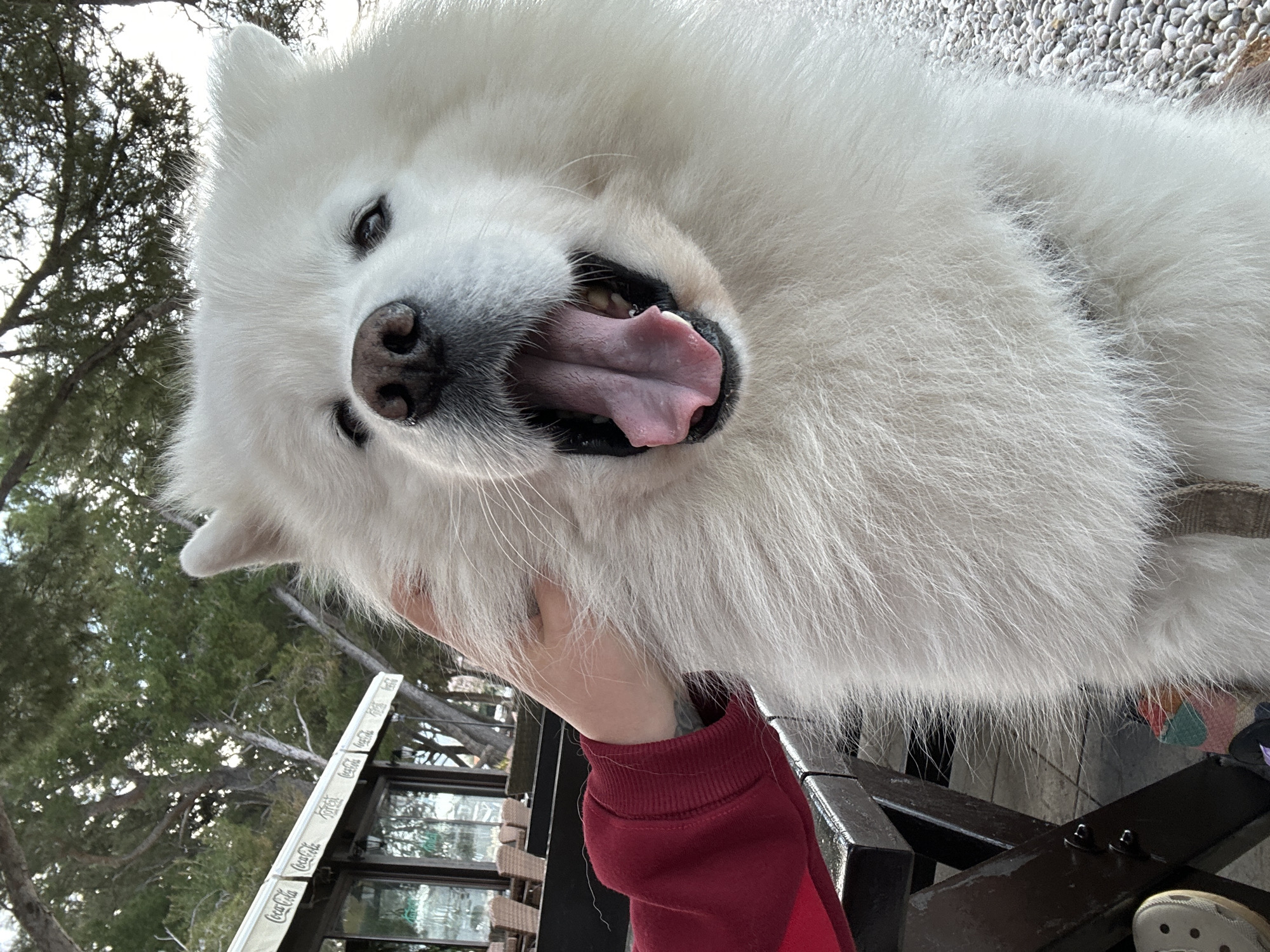 The image captures a close-up, low-angle view of a fluffy white Samoyed dog being held up by a person. The dog is panting with its tongue extended. The person holding the dog is wearing a red long-sleeved shirt. The background includes an outdoor seating area of a café, with visible “Coca-Cola” branding on the café's structure and a tree with bare branches against a partly cloudy sky. The location is determined to be Šušanj, Montenegro.