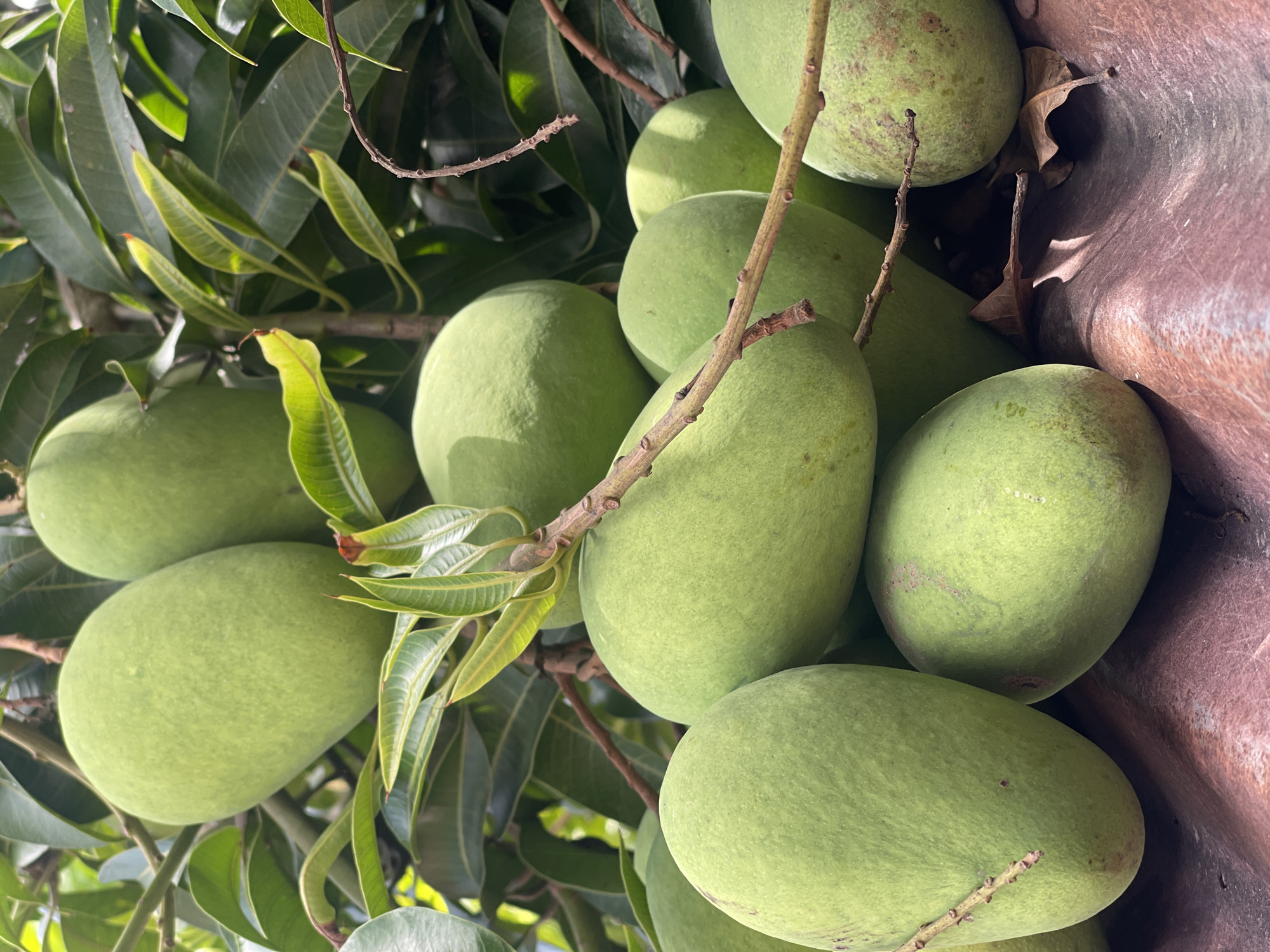 In Julicotmeurak, Indonesia, a cluster of unripe green mangoes hangs from a tree. The mangoes are of varying sizes and shapes, some smooth and others with slight imperfections. They are nestled amongst lush green leaves and branches, with some fruits lower than others. In the foreground, a section of a reddish-brown corrugated metal roof is visible, with a few dried leaves scattered on its surface. The lighting suggests a bright, sunny day, casting shadows and highlighting the textures of the mangoes and leaves.