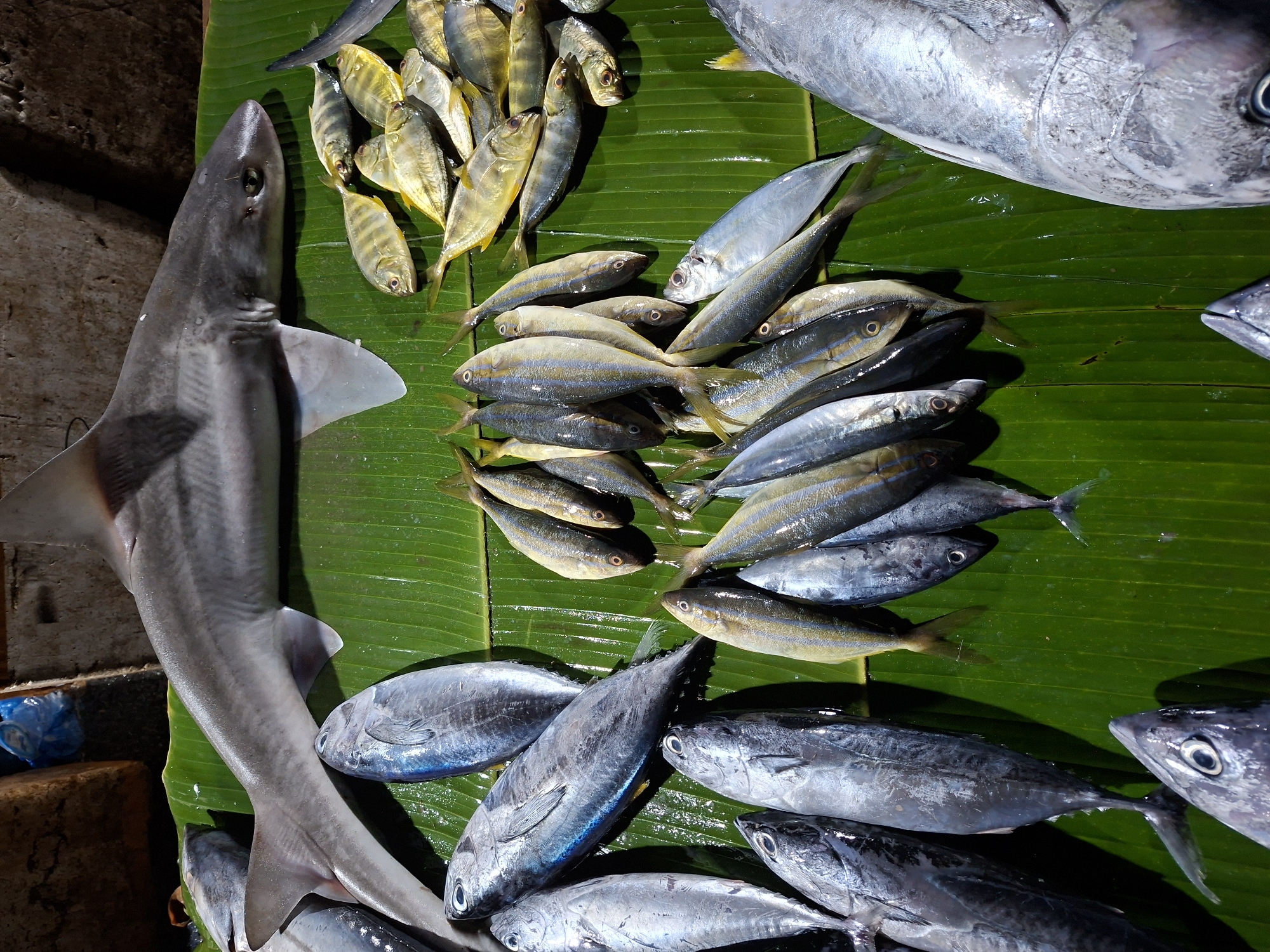 The image shows a variety of fish displayed on a large green banana leaf. The fish include: one shark on the left side of the image, small yellow fish in the top left corner, fish with yellow stripes in the middle of the image, and larger silver fish on the top and bottom of the image. The setting is likely a fish market in Lhokseumawe, Indonesia. There are no people visible in the image.