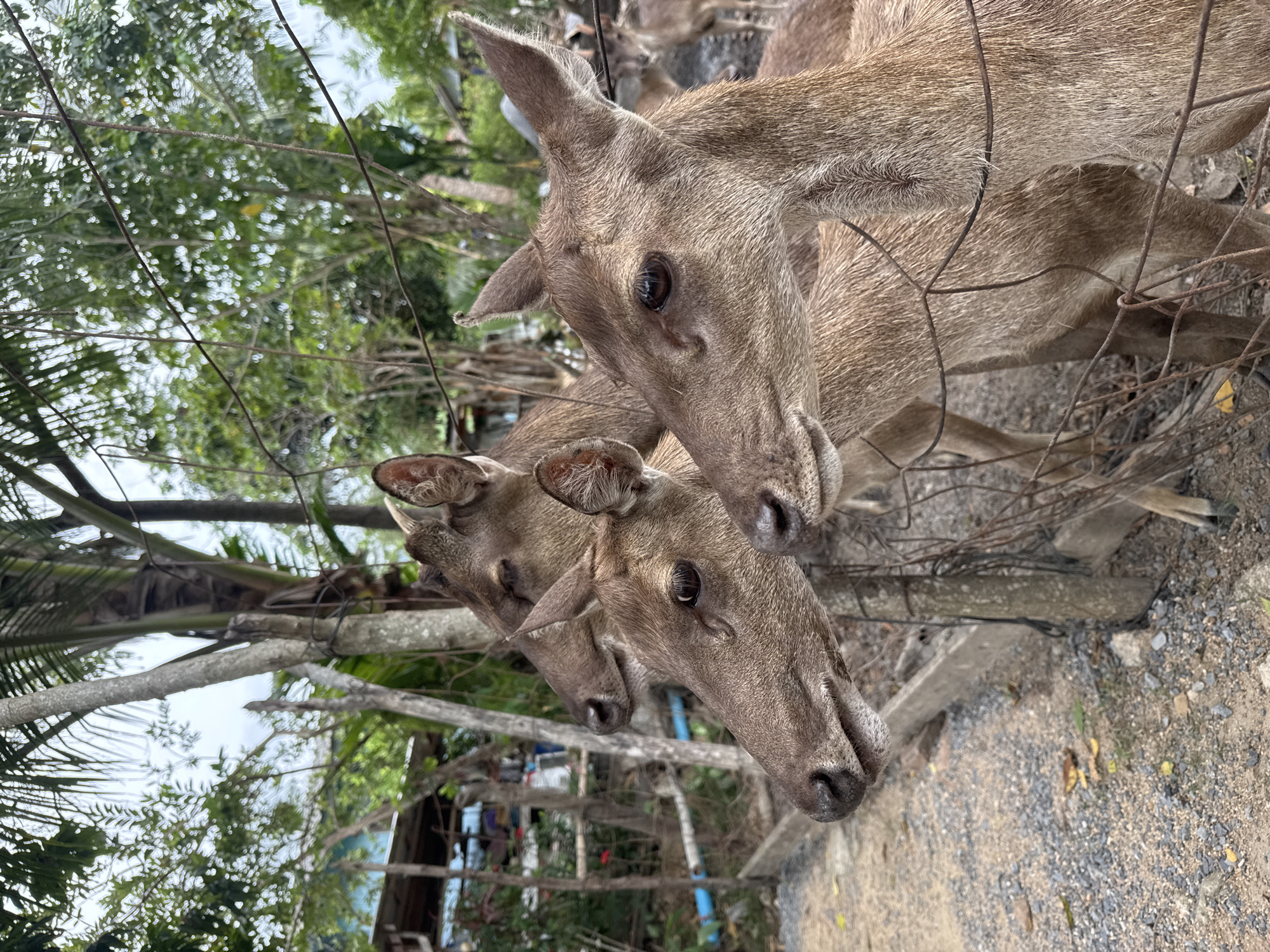 The image shows three deer in the foreground, their heads facing right. They are brown with alert ears and dark eyes. A rusty wire fence runs across the bottom of the image. Behind the deer, there are trees and foliage, suggesting an outdoor environment. In the background, there are hints of structures, possibly an enclosure or farm. The lighting indicates it is daytime. The image appears to be taken in a rural or semi-rural setting.