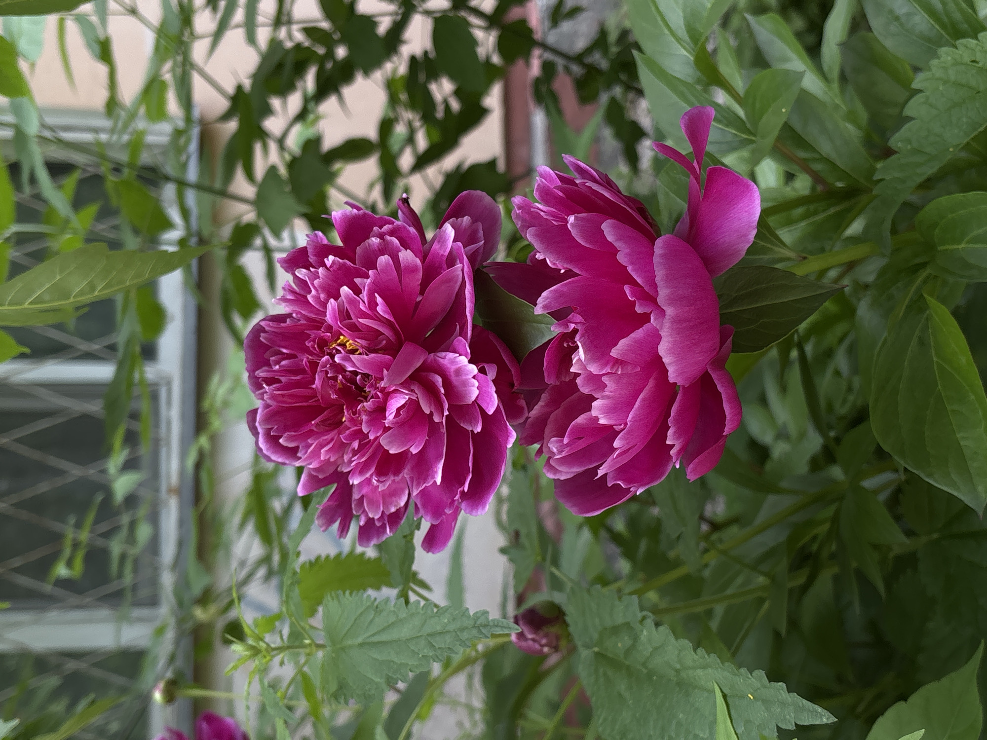 Two vibrant fuchsia peonies bloom in full, lush petals against a backdrop of green foliage. The upper peony is slightly higher and more open, its center revealing delicate yellow stamens. Below it, a second peony is partially open, its petals gracefully curling outwards. In the background, out of focus, a building wall with a window featuring a diamond-patterned grate is visible. The scene appears to be outdoors, possibly in a garden or park within Novosibirsk, Russia, given the architectural style and natural elements.