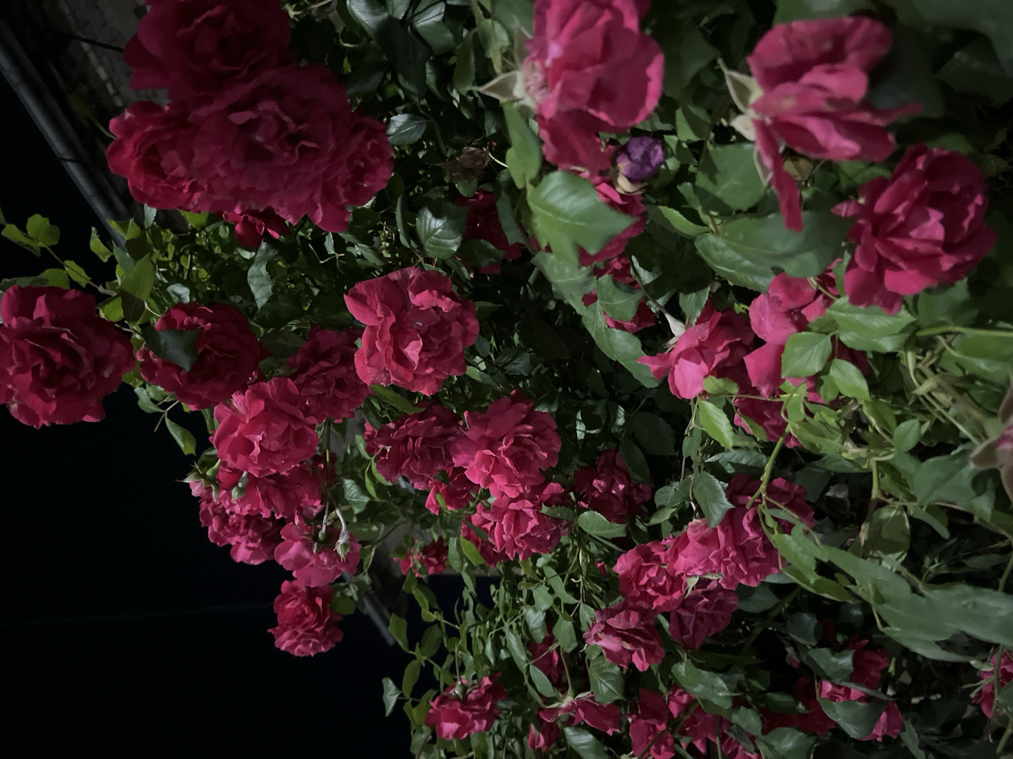The image displays a vibrant flowering bush of dark pink to fuchsia roses and their green foliage, set against a deep black background, strongly suggesting a nighttime scene. The dense cluster of roses, in various stages of bloom from buds to fully open flowers, dominates the frame. Lush green leaves intertwine among the blossoms, some catching the light with a slight sheen. The roses display richly colored petals, creating a sense of depth and texture. The dark background allows the illuminated flowers and leaves to stand out prominently. The composition is filled with plant life, tilted diagonally, and implies the bush is either growing over a structure or hanging. There is no discernible activity or event taking place, and no visible text. The image evokes a tranquil and beautiful nocturnal setting, originating from Shumen, Bulgaria.