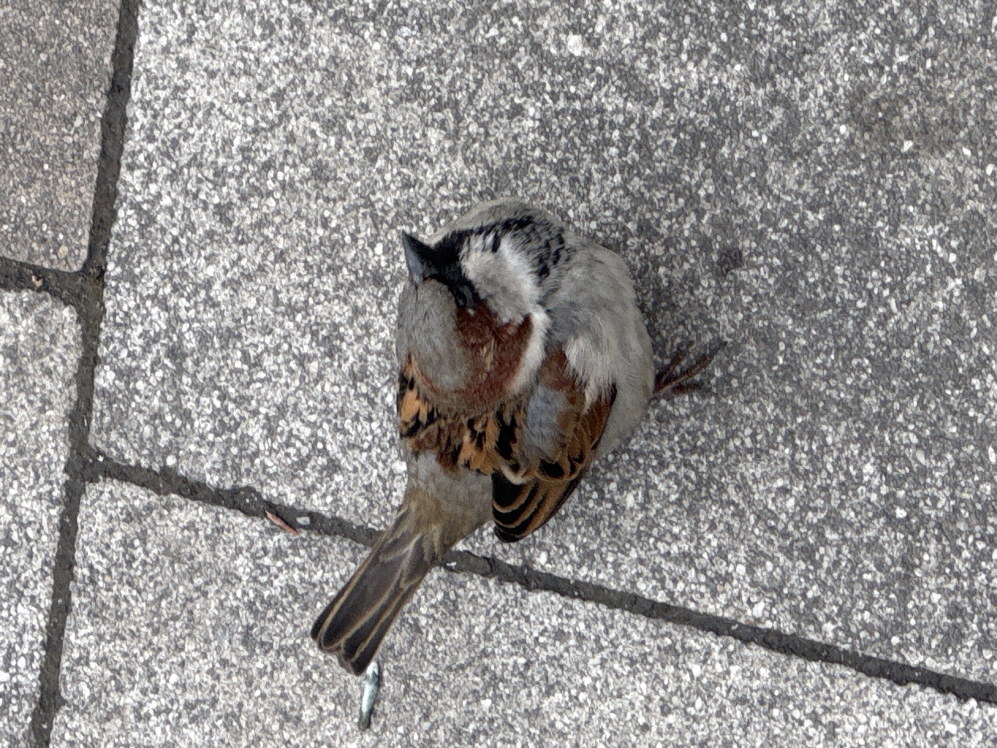 A bird, possibly a house sparrow, lies still on a concrete sidewalk in Sofia, Bulgaria. The bird is gray and brown with black markings, resting on gray speckled pavers divided by dark lines.