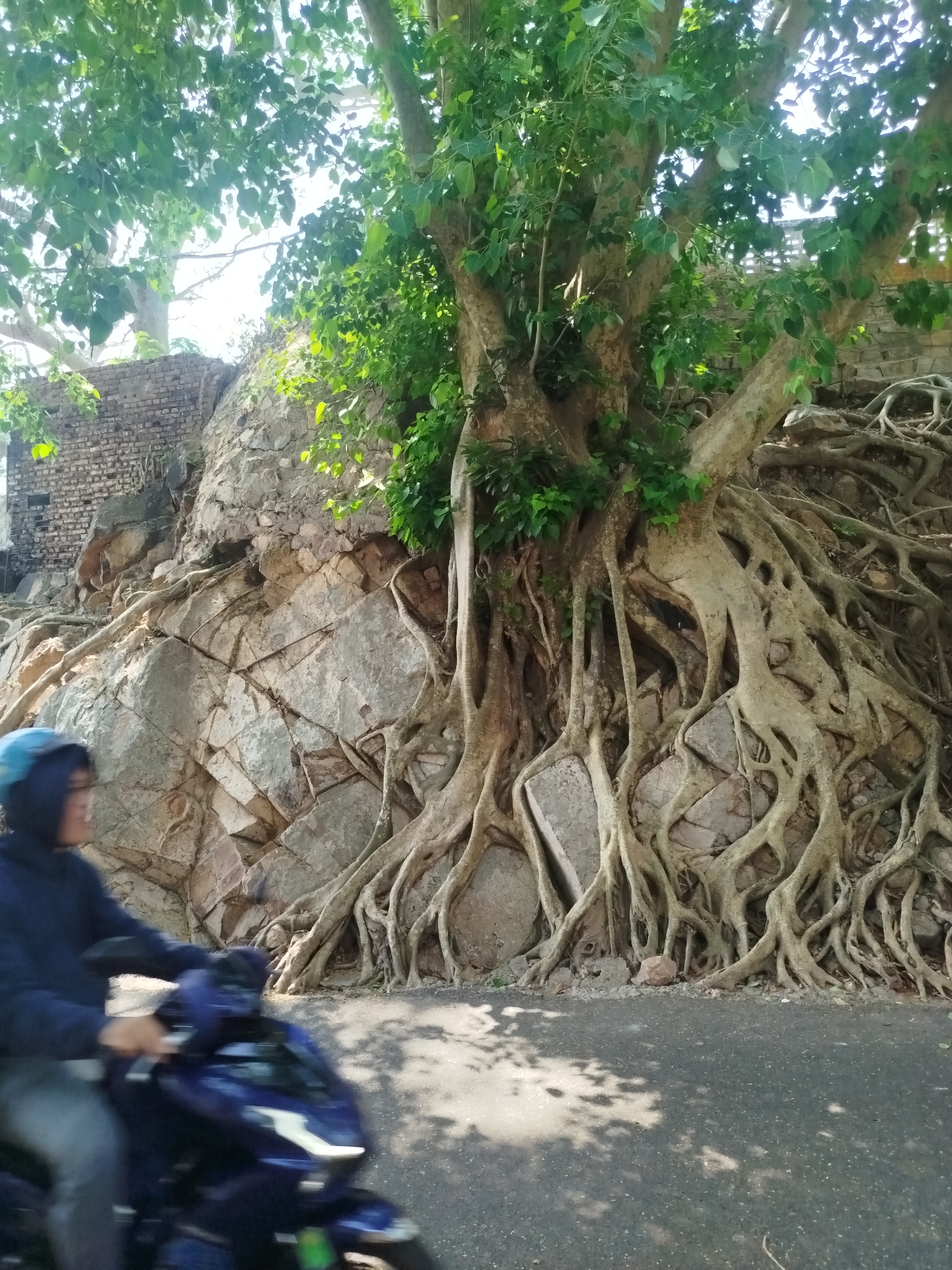 A tall tree with extensive exposed roots grows atop a rock wall alongside a road. The tree's roots intertwine and cover a large portion of the rock face. Some greenery is visible at the top of the wall and within the tree's canopy. A blurred individual on a motorcycle is visible in the lower left corner of the image. The road surface is asphalt. The location is potentially in Ho Chi Minh City, Vietnam, based on the question prompt.