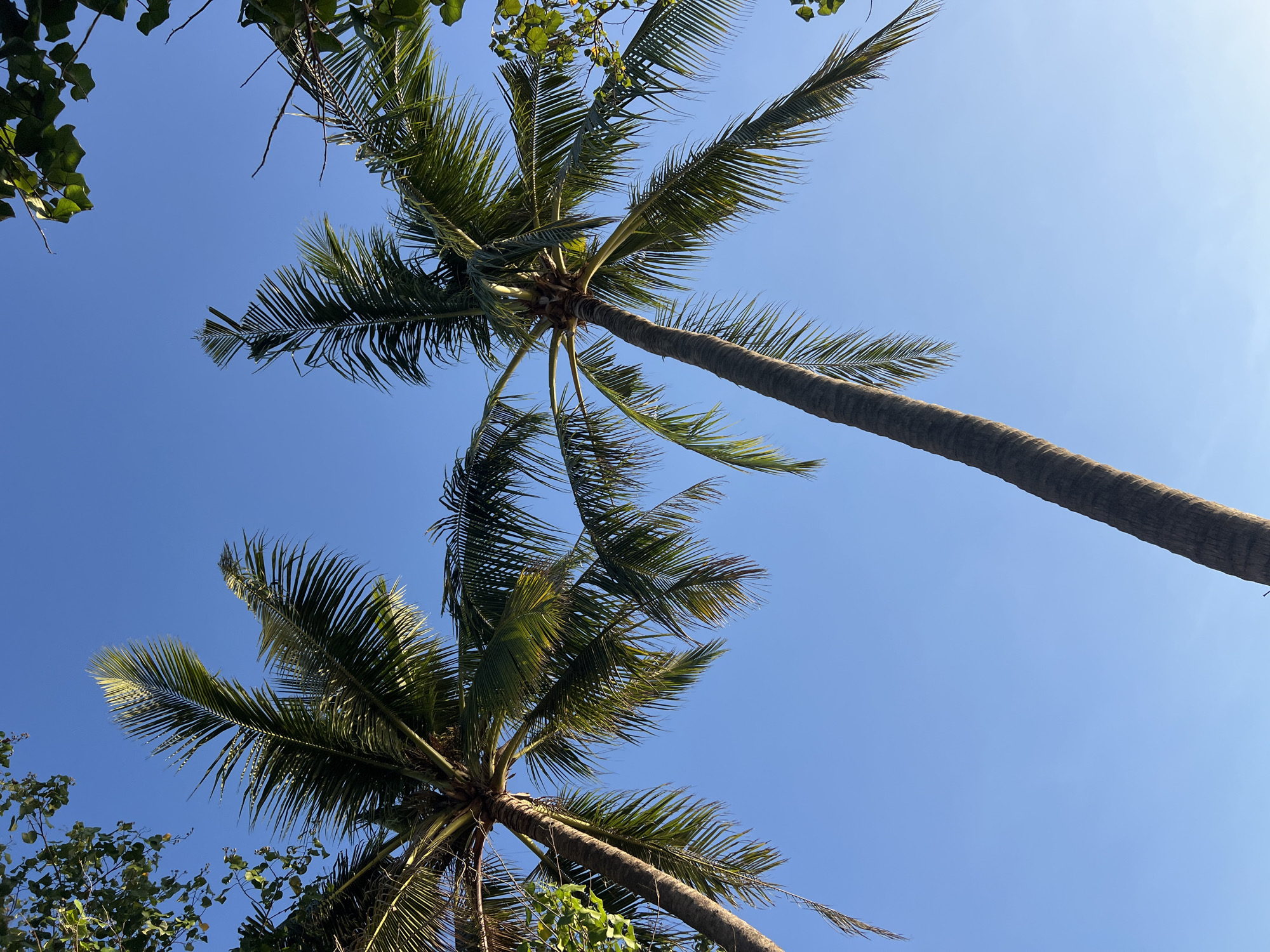 This image, taken from Kuta, Indonesia, captures a low-angle view of two palm trees against a clear blue sky. The fronds of the palm trees, some appearing weathered and dry while others are vibrant green, are spread out, framing the sky. The textured bark of the tree trunks is visible, with one trunk stretching diagonally across the frame. In the upper corners, glimpses of green foliage from other trees can be seen, suggesting a lush, tropical environment. The bright, cloudless sky indicates a sunny day.