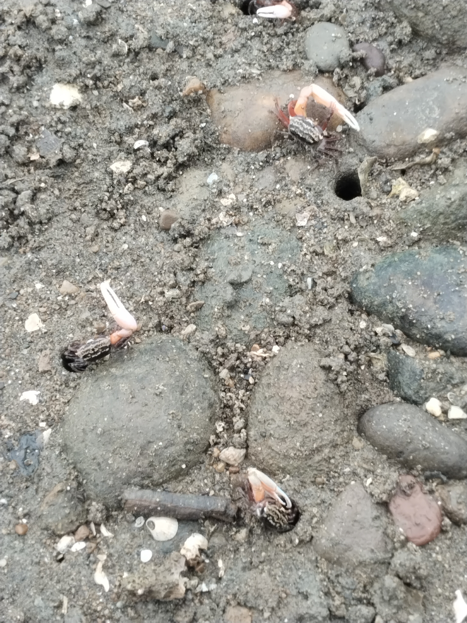 The image depicts a muddy, rocky shoreline, likely a tidal flat, in Lhokseumawe, Indonesia. Several small crabs, identified as fiddler crabs due to their distinctively large claws, are visible. One crab is partially obscured by mud and rocks, showing a large, light-colored claw raised. Another crab, in the upper right, is also partially visible with its claw extended. A third crab, in the lower right, displays a large, banded claw. In the center left, a fourth crab is seen with its claw raised, its body a mix of dark and striped patterns. The environment is characterized by wet sand, scattered pebbles, and larger, dark gray rocks. Small white shell fragments are scattered across the surface. A dark, circular hole, possibly a crab burrow, is present in the middle right section of the image. The lighting suggests it is daytime, with no direct sunlight visible, indicating overcast conditions or shade.