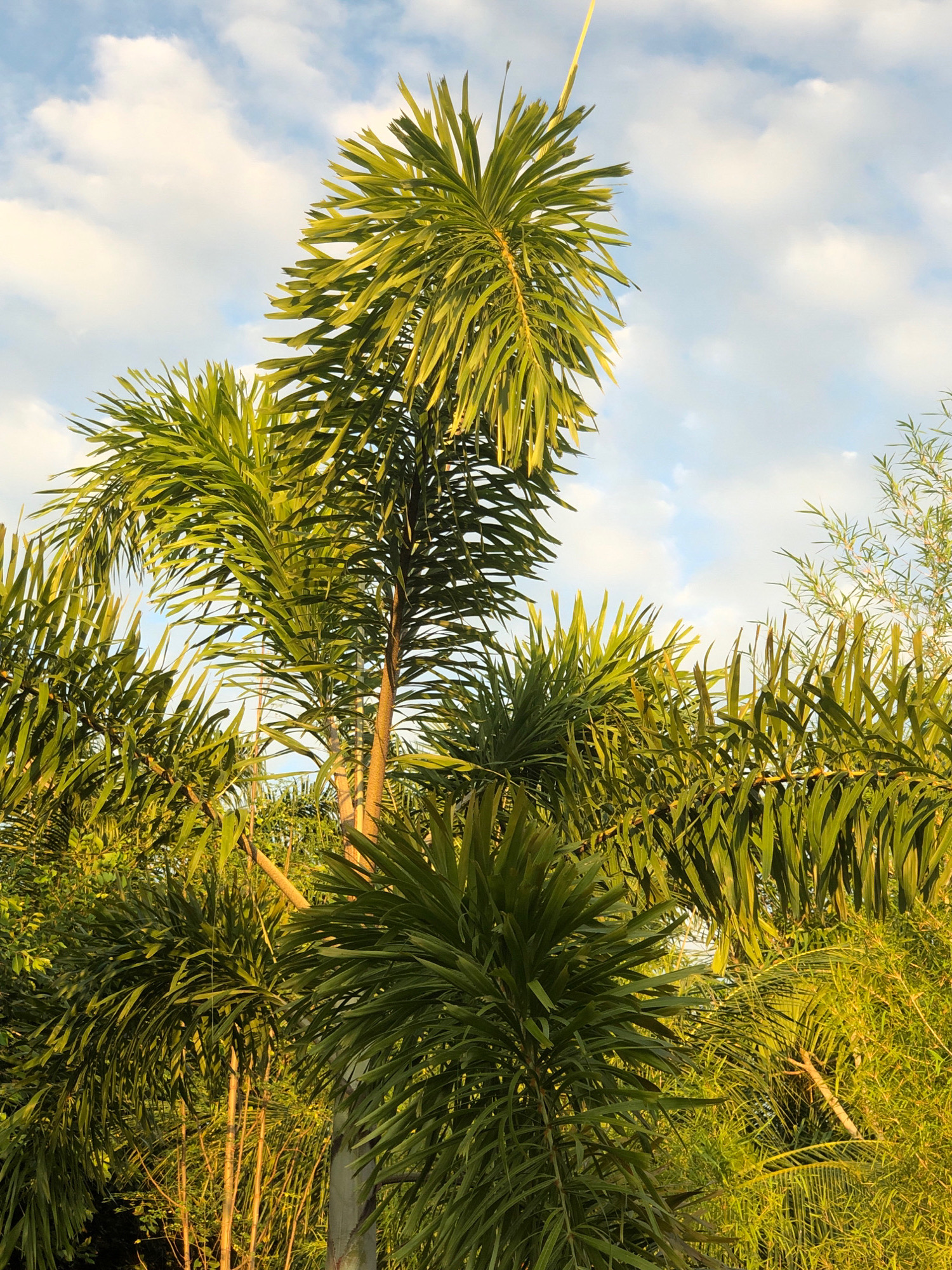 The image is a close-up, upward-facing shot of palm trees against a sky with scattered white clouds. The palm fronds are lush and green, with some appearing lighter due to the sunlight. In the background, there are thin, vertical stalks, possibly bamboo or other thin trees, also bathed in sunlight. The overall impression is of a natural, outdoor setting. While the image itself does not contain any direct visual cues to pinpoint its location within Lhokseumawe, Indonesia, palm trees are a common sight in tropical and subtropical regions like that of Indonesia, and the presence of bamboo-like plants further suggests a Southeast Asian environment. The lighting indicates it is daytime, likely morning or late afternoon due to the warm tones. There are no people or animals visible in the frame.