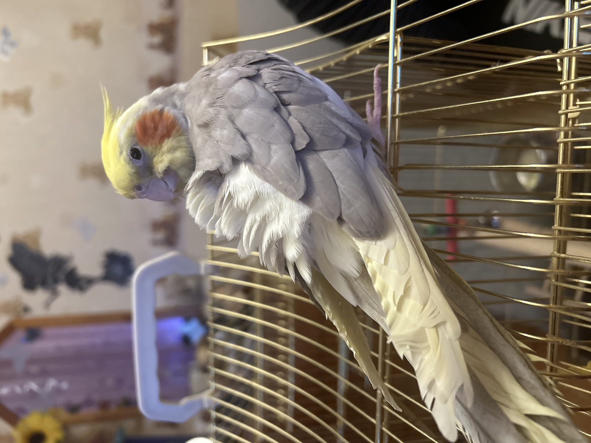 A cockatiel is perched inside a golden cage. The bird has gray and white feathers, with a yellow head and an orange cheek patch. The bird is facing to the left, with its head bent downwards, seemingly preening its feathers. The cage is in an indoor setting. The background is blurred, showing a wall with patterned wallpaper and a piece of furniture. The location is not discernible.