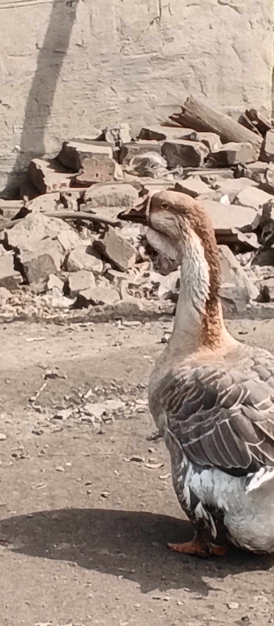 A goose stands in the foreground of the image, facing left. Its feathers are a mix of brown and white, with darker brown markings on its wings. The goose has a long neck and a light brown head with darker markings around its eyes. In the background, there is a rough stone wall and a pile of rocks and debris. The ground is dirt and appears uneven. The lighting suggests it is daytime, with shadows cast on the ground. The location is identified as Popivka, Ukraine.