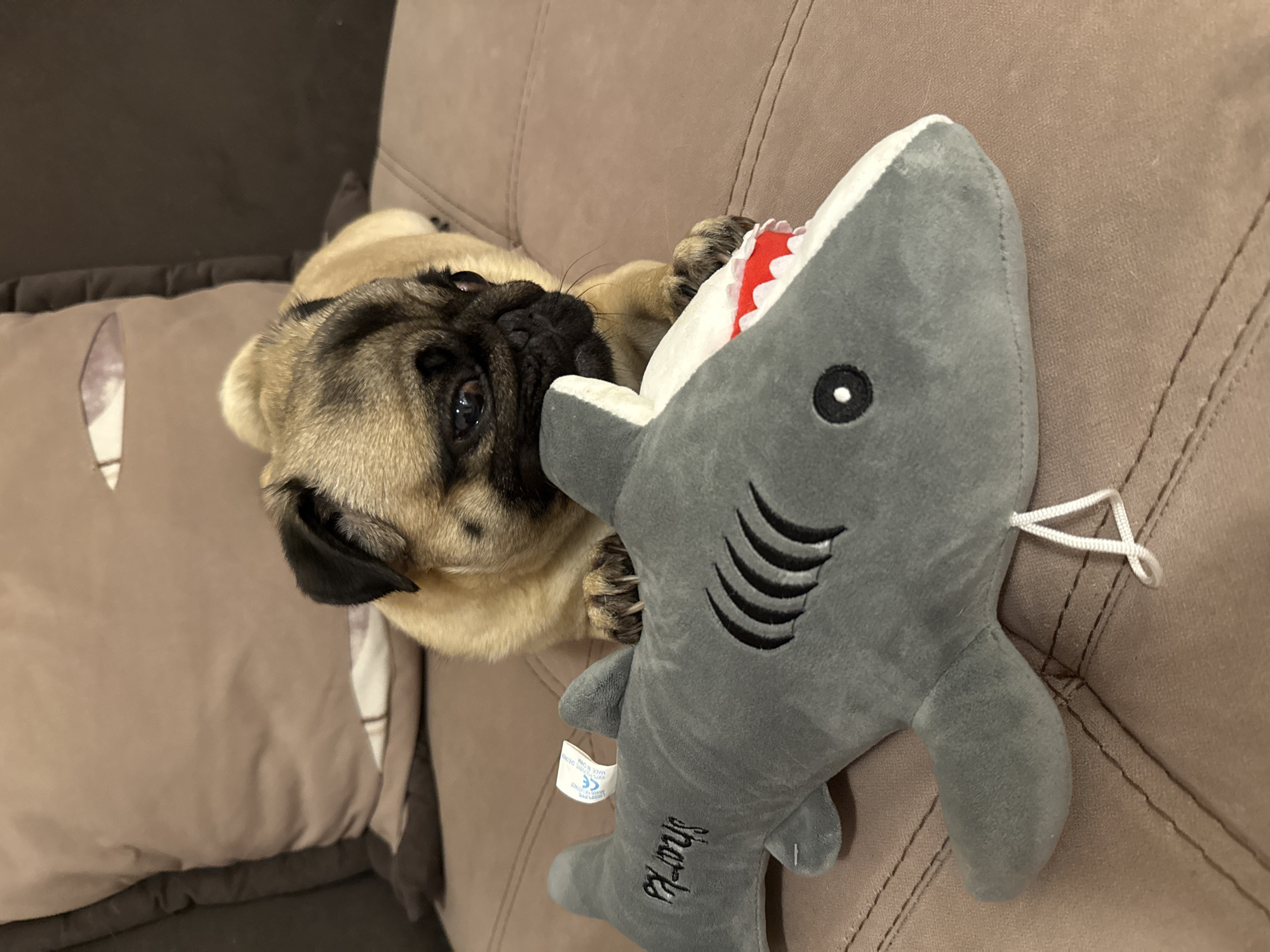 A fawn-colored pug puppy is lying on a brown couch with a gray stuffed shark toy. The puppy has its paws on the shark's head and is looking towards the right side of the image. The shark toy is positioned horizontally in front of the puppy. The couch has visible stitching and a patterned throw pillow is partially visible in the background. The scene appears to be indoors.