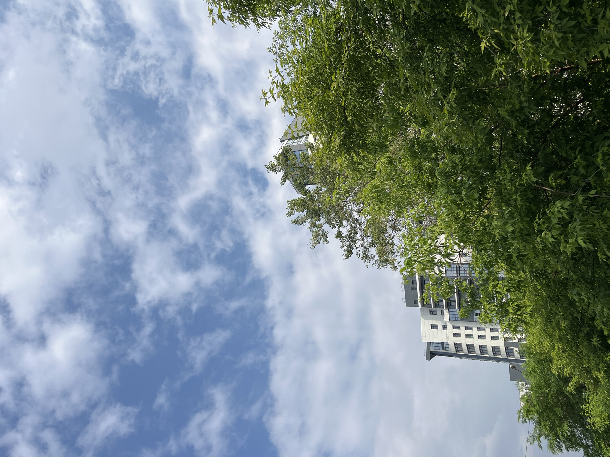 The image shows a modern, multi-story residential building partially obscured by lush green trees in the foreground. The building has a light-colored facade with a dark gray roofline and numerous windows. The sky above is a bright blue, dotted with scattered white clouds. The perspective suggests the photo was taken from a lower vantage point, looking up towards the building and sky. The scene appears to be an urban environment in Krasnoyarsk, Russia, characterized by new construction and abundant vegetation. No people are visible in the image.
