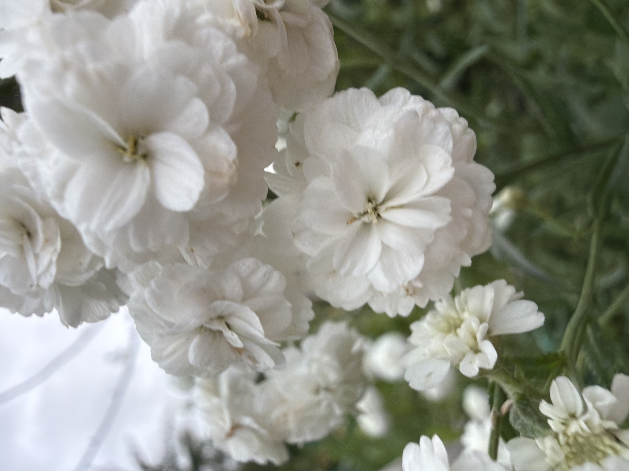 The image shows a close-up view of white flowers, possibly delphiniums or a similar variety, in bloom. The flowers are clustered together, with several prominent blooms in sharp focus, while others are softer and out of focus in the background. The petals are delicate and layered, giving the flowers a full, fluffy appearance. The stems and some green foliage are visible, intertwining with the flowers. The background is a soft blur of grey sky and green foliage, suggesting an outdoor setting. There are no people or any man-made objects clearly visible in the image. The lighting is diffused, indicating an overcast day or shade. The location is specified as Petukhi, Russia, but this information cannot be visually verified from the image itself.