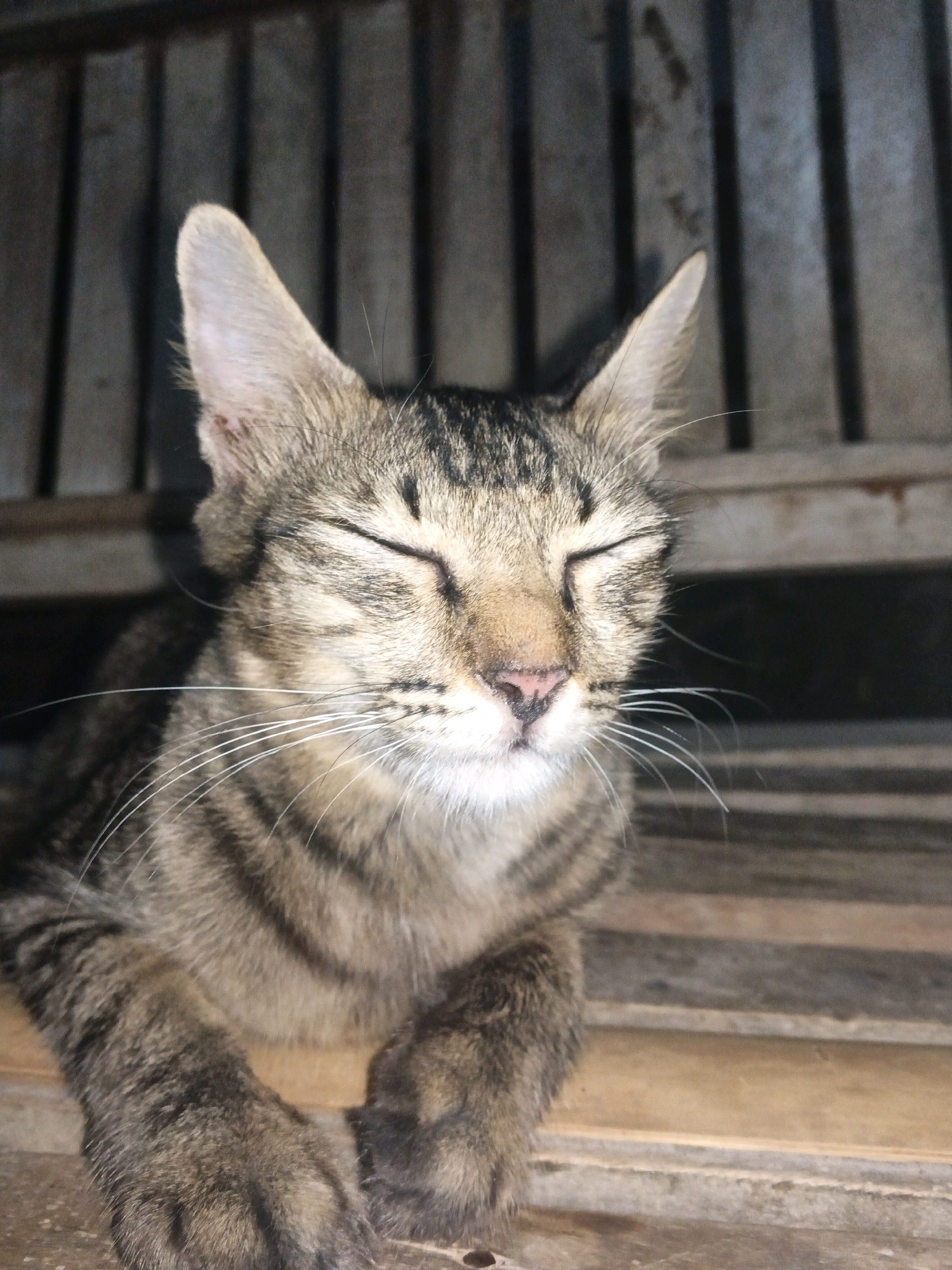 A tabby cat with its eyes closed is lying down on a wooden surface. The cat is facing forward and its paws are resting on the surface. The background is composed of vertical wooden planks, suggesting a rustic or outdoor setting, possibly on a porch or deck. The lighting is dim, and shadows are cast on the background. The image appears to be taken in Sukasalamet, Indonesia, though no specific landmarks confirm this location.