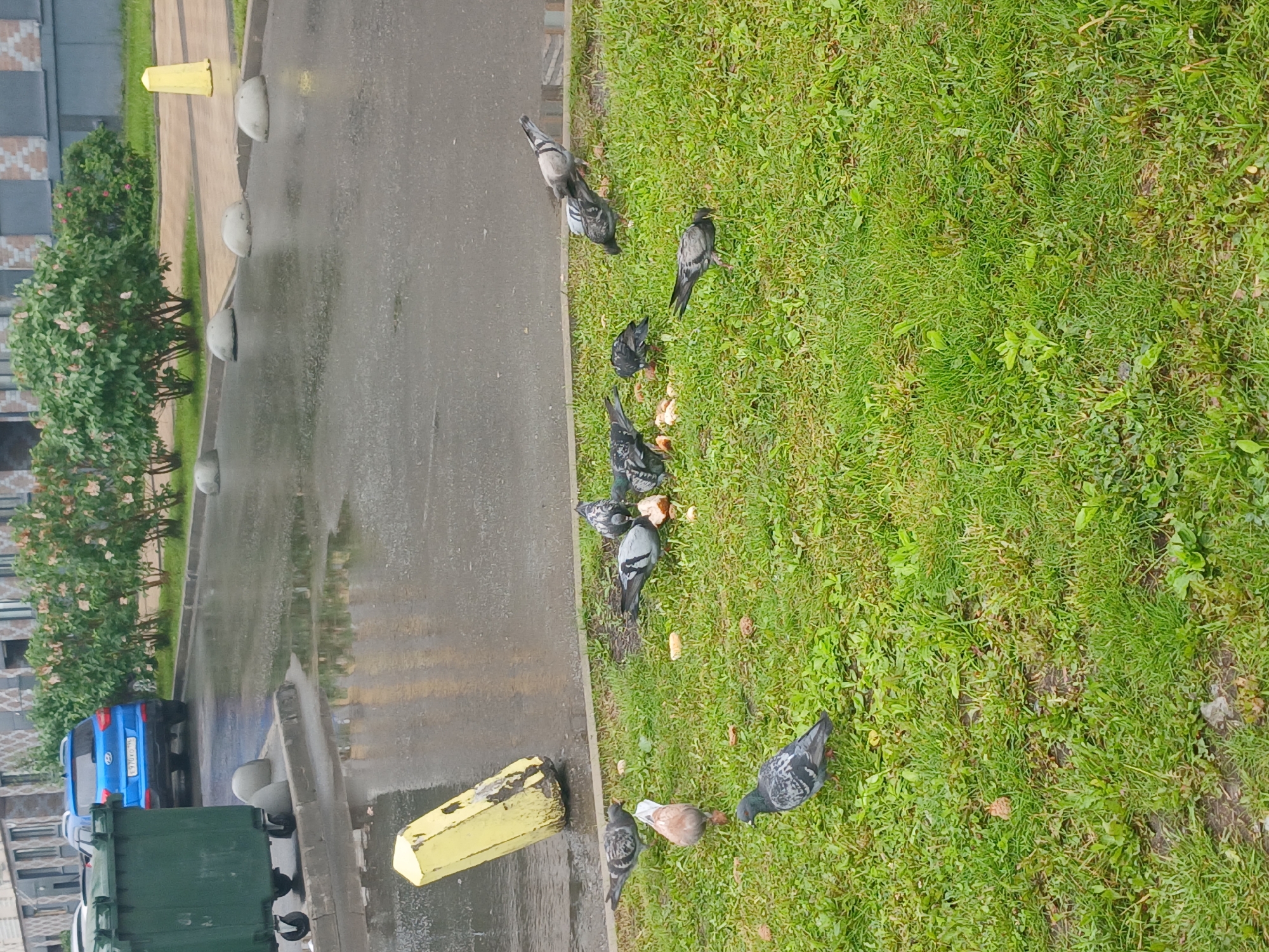 The image depicts a scene in a city in Yekaterinburg, Russia. A flock of pigeons are gathered on a patch of grass, pecking at scattered pieces of bread. A tall, yellow, leaning pole is visible behind them. In the background, a blue car is parked on a wet, paved area, and a large green dumpster is to the left. The environment appears to be an urban outdoor setting, possibly a residential courtyard or street, with buildings and landscaping visible in the distance. The ground is wet, suggesting recent rain. There are no people visible in the image.