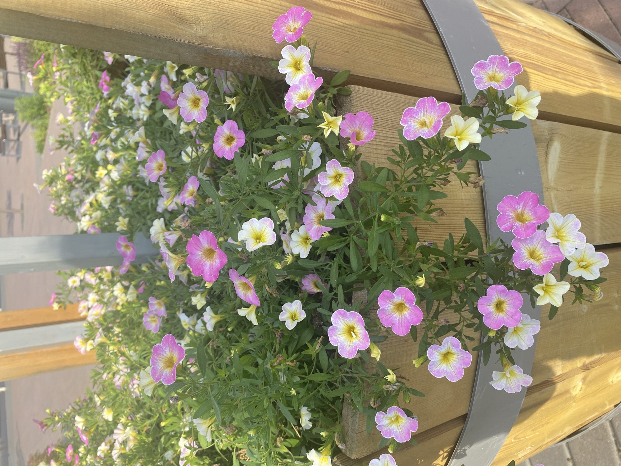 The image shows a close-up of a wooden planter box filled with pink and white petunia flowers. The planter is situated outdoors, with a paved surface visible in the background, suggesting an urban or public space. The wooden planks of the planter are visible, as well as a metal band around its circumference. Sunlight casts shadows on the flowers and the planter. The petunias are in various stages of bloom, with some fully open and others still budding. The overall scene is one of decorative planting in a city environment, with no people or specific landmarks visible that would identify the exact location within Zelenodolsk, Russia.