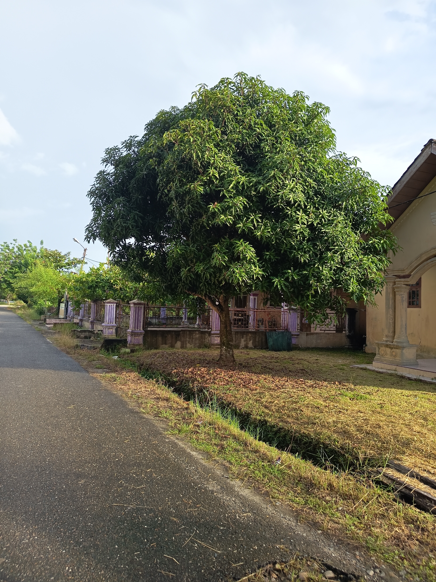 The media file is a photograph taken outdoors during the daytime. The scene depicts a residential area with a paved road running along the left side of the frame. A large, mature tree with dense green foliage is the central subject, standing in a grassy area beside the road. To the right of the tree, a portion of a light-colored house is visible, featuring a prominent pillar and a sloped roof. A decorative fence with purple accents runs alongside the property behind the tree.
The ground around the tree is covered with dry leaves and grass, and a narrow ditch or drain runs along the edge of the road. In the background, more trees and houses can be seen, suggesting a suburban or rural setting. The sky is bright with some scattered clouds, indicating clear weather. The sunlight casts shadows, suggesting it might be mid-morning or late afternoon.
No people are visible in the image. The overall mood is peaceful and serene, characteristic of a quiet day in a tropical or subtropical environment. The location context of Singkil, Indonesia, aligns with the visual cues of lush greenery and architectural style. There is no visible text in the image.
