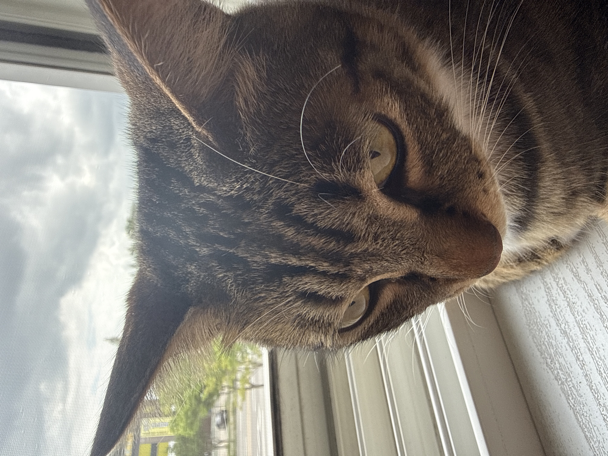 This is a close-up, eye-level, indoor photograph of a tabby cat sitting on a windowsill. The cat is facing to the left and looking downwards. Its fur is brown with black stripes. The cat has yellow eyes and prominent white whiskers. Behind the cat, a window is visible, showing a cloudy sky and trees. The windowsill appears to be made of white wood or composite material. The scene is set in an urban environment, likely in the city of Gwangju, South Korea, given the context.