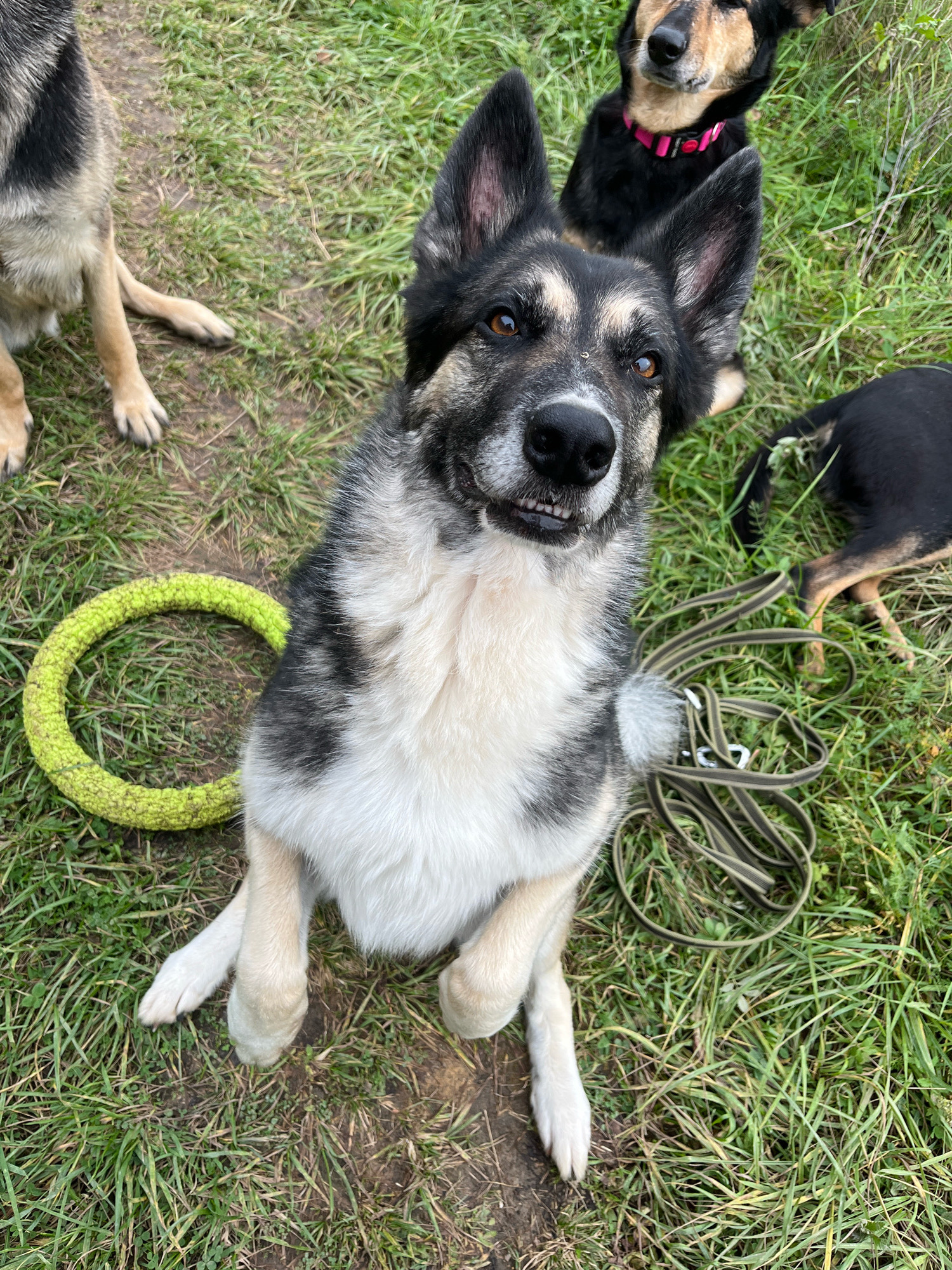 A medium shot captures four dogs on a grassy surface. In the foreground, a dog with black, gray, and white fur sits with its front paws extended, looking directly at the camera with an open mouth, revealing its teeth. A bright yellow ring toy lies to its left, and a coiled green leash with a metal clasp rests to its right. Behind the foreground dog, a black and tan dog wearing a pink collar is partially visible, looking slightly to the left. To the far left, another dog with black, tan, and white markings is seated with its legs visible. In the background on the right, a black dog with tan legs is lying down. The scene appears to be outdoors, possibly in a park or natural area. There are no identifiable landmarks to suggest a specific location within the city of Nizhny Tagil, Russia.