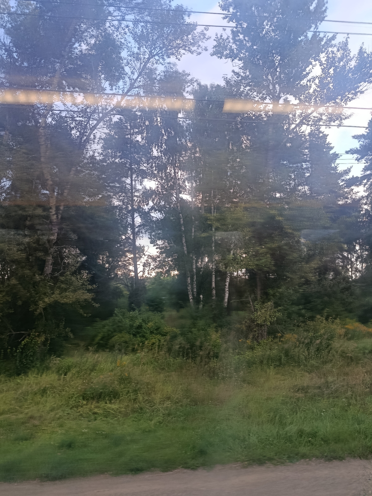 The image shows a view of trees and vegetation from a window, possibly from a moving vehicle. The scene is dominated by tall, slender trees, some with white bark, suggesting birch trees, and other types of deciduous trees with full canopies of green leaves. Dense undergrowth and tall grasses fill the lower portion of the frame. The lighting suggests it is daytime, with sunlight filtering through the leaves and casting reflections on the glass. There are no people or specific urban structures visible, indicating a natural or semi-rural setting. The composition and blur suggest a dynamic perspective, as if the viewer is passing by.