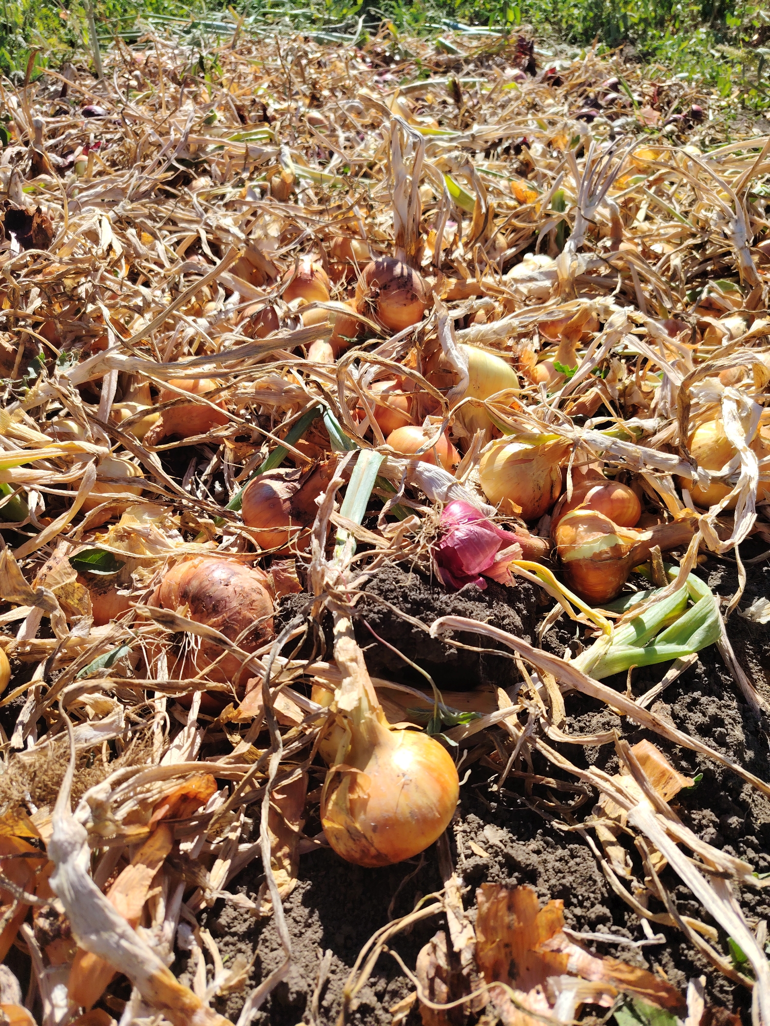 In the city of Степное, Russia, a field is covered with harvested onions. The onions are in various stages of drying, with some still attached to their dry stalks and leaves. The ground is dark soil, and there are patches of green grass in the background. The scene suggests an agricultural setting, likely during harvest season.