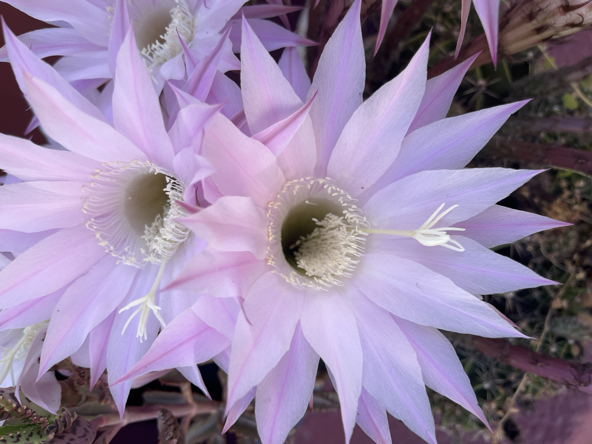 The image shows a close-up of several blooming cactus flowers. The flowers are predominantly light pink and purple with pointed petals. The centers of the flowers contain white, feathery structures. There are no people visible in the image. The background is out of focus but appears to be foliage and plant stems. The location (Alanya, Turkey) is not evident from the visual content of the image.