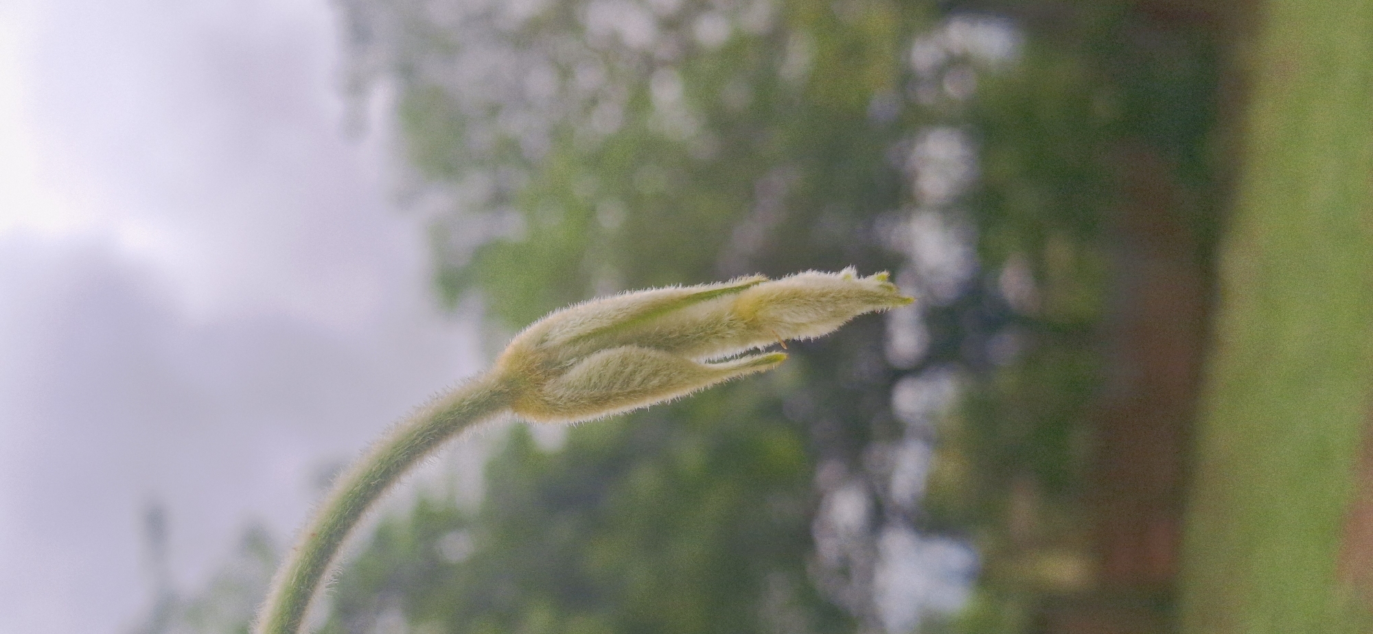 The image captures a close-up, diagonal view of a fuzzy, light green plant bud or young shoot with its stem. The plant is covered in fine, pale, hair-like structures, giving it a soft, downy texture. The stem itself is also hairy and curves upwards, leading to the prominent bud.
The background is softly blurred, creating a bokeh effect that emphasizes the plant. It consists of out-of-focus green foliage, likely trees or bushes, dominating the right and central areas, and an indistinct, lighter-toned sky visible in the upper left. A blurred strip of greener ground or grass is also discernible on the far right side.
The lighting is soft and diffused, suggesting either an overcast day or indirect sunlight. No specific activity or event is taking place beyond the natural growth of the plant. There are no people or visible text in the image. The scene depicts a tranquil moment in nature. The location context for this imagery is Vallecito, Venezuela.