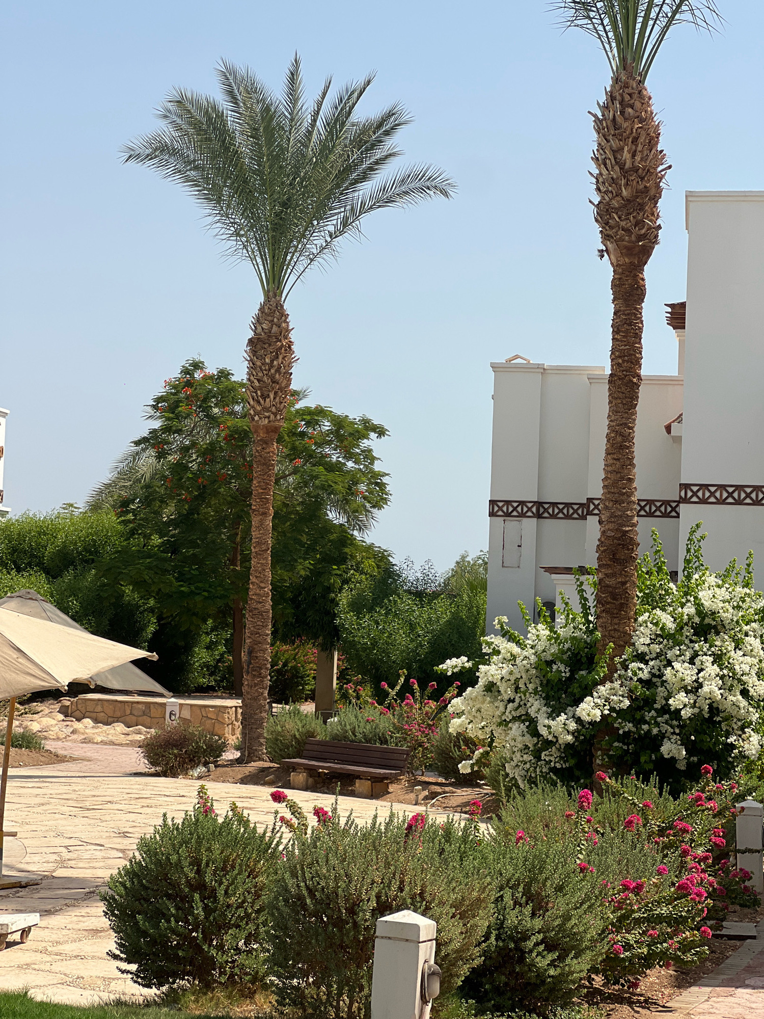 The image depicts an outdoor scene with lush vegetation and modern architecture, likely in a resort or residential complex in Sharm El Sheikh, Egypt. Two tall palm trees dominate the center and right side of the frame, with their fronds reaching towards a clear blue sky. In the background, white buildings with decorative brown lattice accents are visible, suggesting a contemporary resort style.
The foreground is filled with a variety of plants, including dense green bushes with small pink flowers and a large bush covered in white flowers, possibly bougainvillea. A wooden bench is situated between the bushes and a paved walkway made of light-colored rectangular stones. A partially visible beige sun umbrella is present on the left side of the image, casting a shadow on the walkway and some stonework. The overall environment is sunny and well-maintained, typical of a tourist destination in a warm climate. There are no people visible in the image, and no specific actions or interactions are occurring.