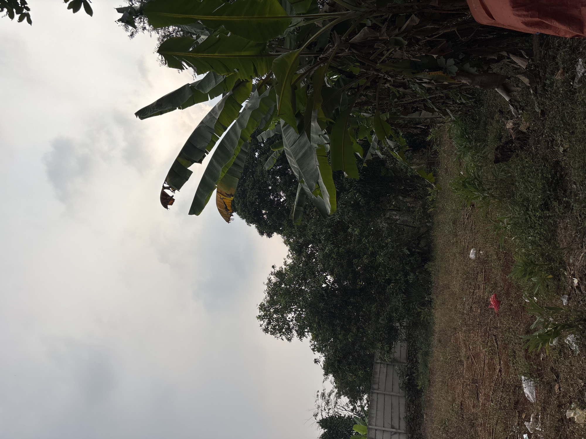 The image depicts an outdoor scene with overgrown vegetation and a cloudy sky. In the foreground, the ground is covered with dry grass, dirt, and scattered pieces of white and red plastic litter. To the right, a large banana tree with broad green leaves dominates the frame, with some dried leaves visible on the upper parts. In the mid-ground, a concrete wall runs horizontally across the image, separating the open lot from a dense cluster of trees behind it. The trees appear lush and green, suggesting a natural or semi-natural environment. The sky is overcast with a pale, diffused light, indicating either early morning, late afternoon, or a heavily clouded day. The overall impression is that of a somewhat neglected outdoor area, possibly a vacant lot or the edge of a rural or semi-rural settlement. No people or animals are visible in the scene. The location is described as Taman Rahayu, Indonesia.
