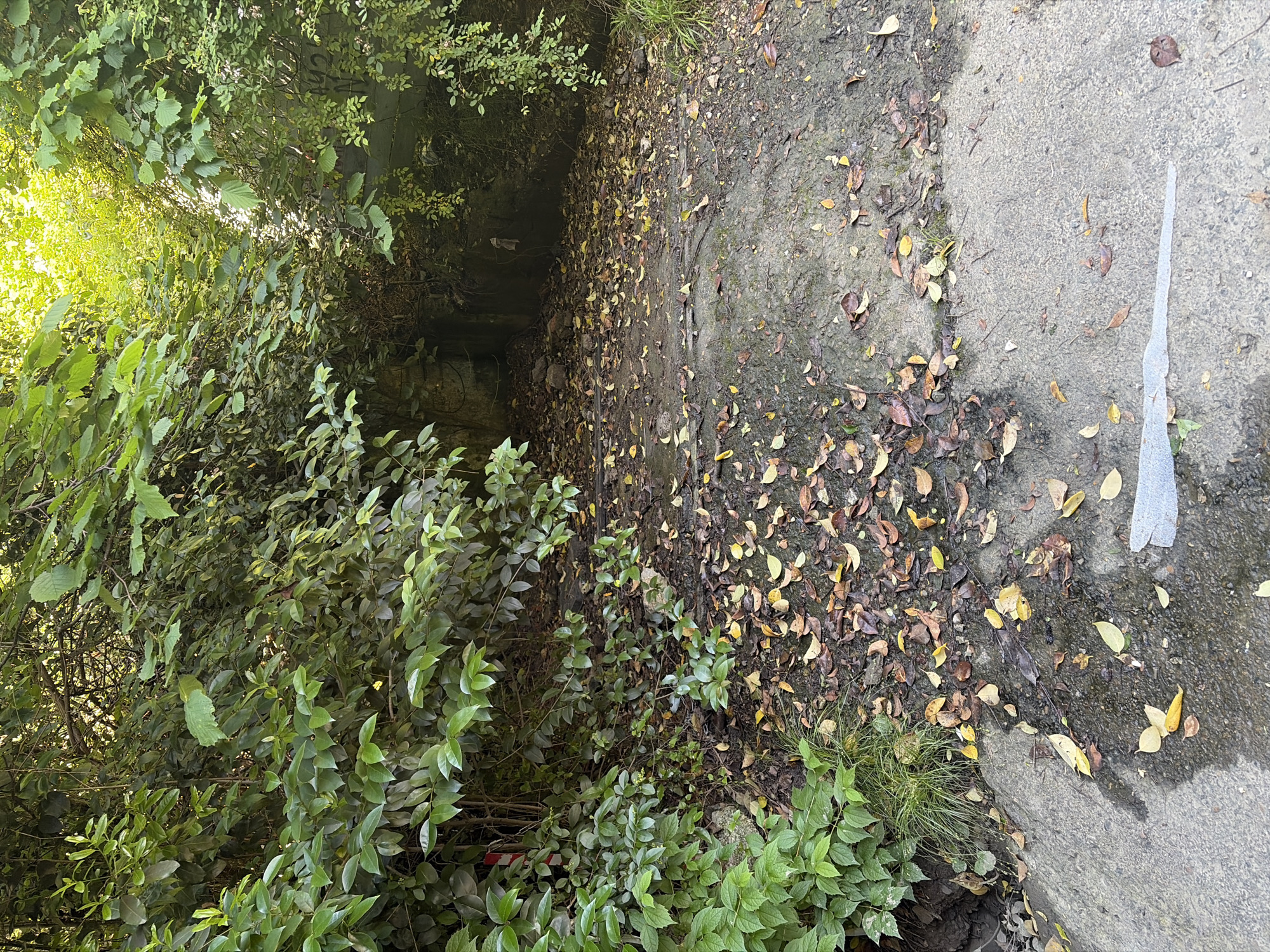 This media file depicts an overgrown natural environment bordering a paved surface, likely in Sochi, Russia. The right side of the image features a grey concrete or asphalt path, marked by scattered yellow and brown fallen leaves and appearing somewhat damp. A distinct, long, white, and semi-translucent piece of debris, possibly plastic, rests on this paved area.
To the left, the ground transitions into a dirt path generously covered with a thick layer of yellow and brown autumn leaves. This leaf-strewn path leads into a dense thicket of lush green vegetation, dominated by various bushes and vines that climb and fill the majority of the left and central parts of the frame. Bright sunlight penetrates through the foliage in the upper left, casting a warm glow and indicating it is daytime.
Deep within the shadows of the abundant greenery, towards the upper right background, a concrete structure—possibly a wall or support—is partially visible. This structure bears faint, stylized graffiti, with letters that might be interpreted as "KRAG" or similar. No human or animal activity is present, lending a tranquil and wild atmosphere to the scene. Small fragments of red and white striped debris are subtly integrated into the lower left foliage. The image captures the vibrant interplay of untamed nature encroaching upon or thriving alongside man-made infrastructure.