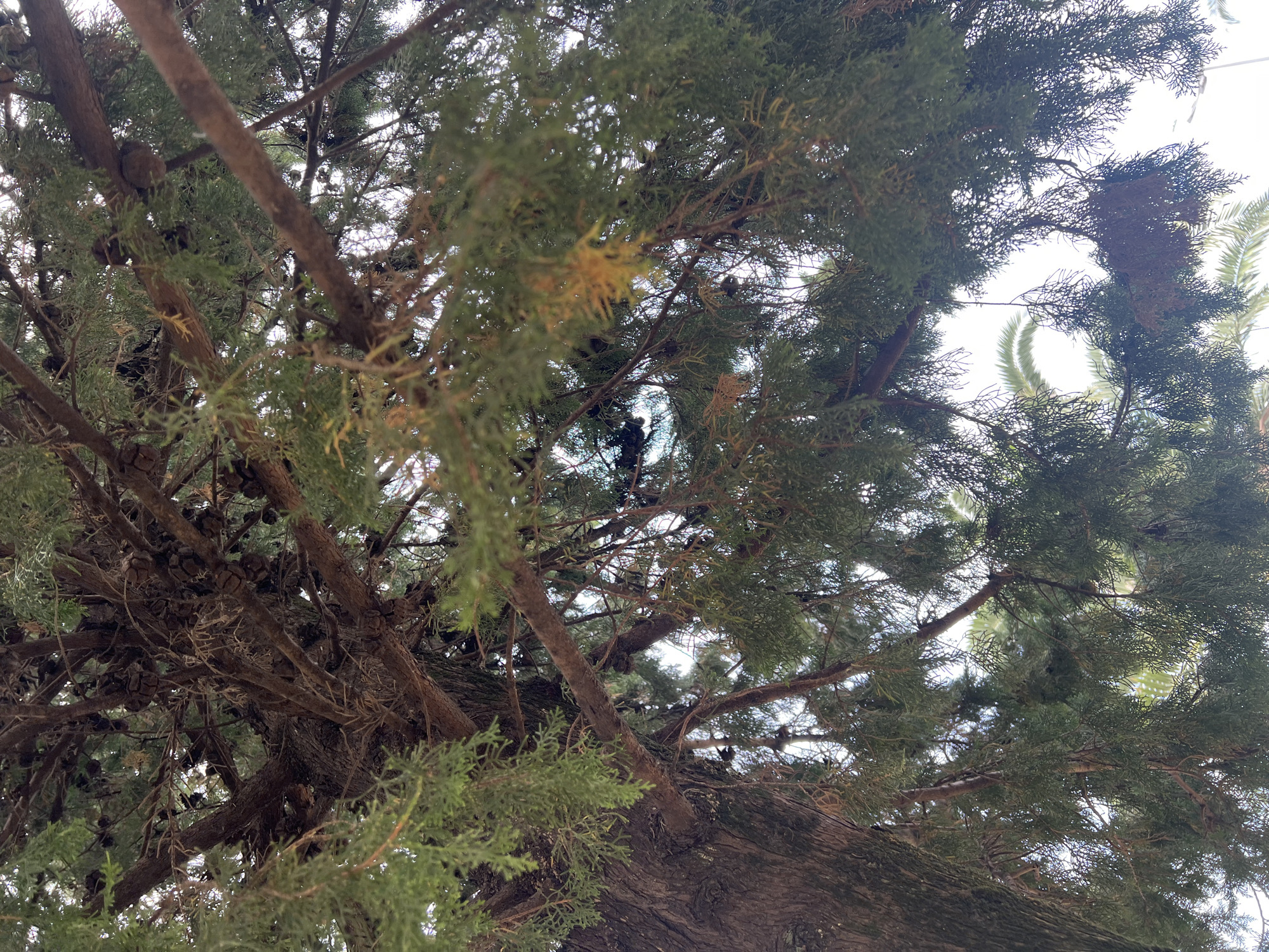 The image is a low-angle shot looking up into the canopy of a large evergreen tree, likely a conifer, with dense green foliage and visible branches. There are also palm fronds visible in the background, suggesting a warm climate. The lighting is bright, indicating it's daytime, and the sky is overcast or washed out, providing a pale background. Some brown, dry branches and small cones are interspersed with the green needles. The texture of the tree bark is rough and brown. The scene appears to be outdoors in an urban or park setting, potentially in Batumi, Georgia, given the presence of both evergreen trees and palm trees, which are characteristic of the city's flora. No people or specific actions are depicted.