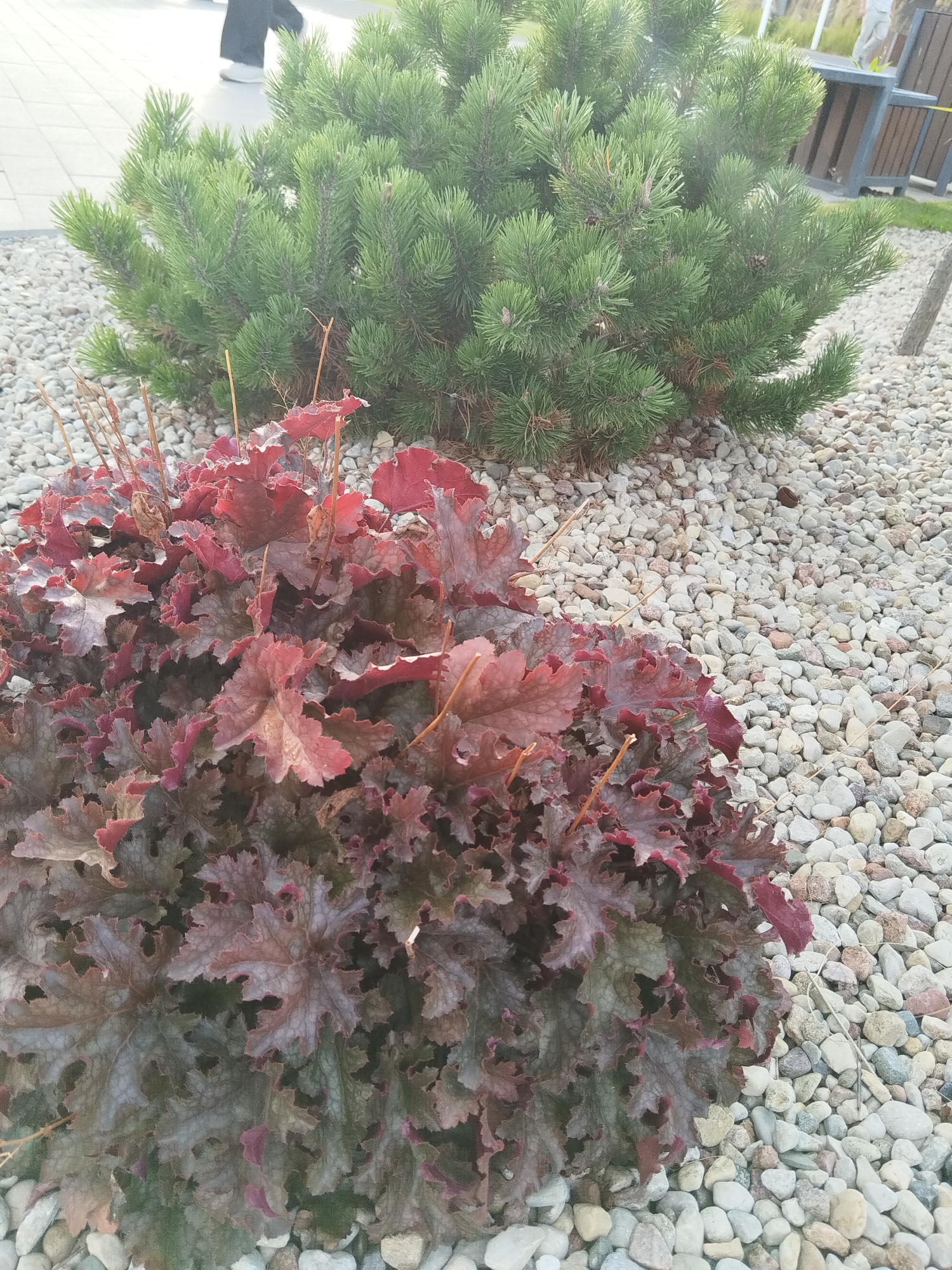 The image depicts a garden bed with a low-growing evergreen shrub, likely a dwarf pine, in the background. In the foreground, a Heuchera plant with dark, reddish-purple, ruffled leaves is prominent. The ground cover consists of small, light-colored gravel. In the upper left of the image, the lower legs and feet of a person wearing dark pants and white shoes are visible, walking on a paved surface. In the background, behind the evergreen shrub, a structure with vertical brown slats and a dark railing is partially visible. The overall scene suggests an outdoor, landscaped area, possibly a park or a residential garden.