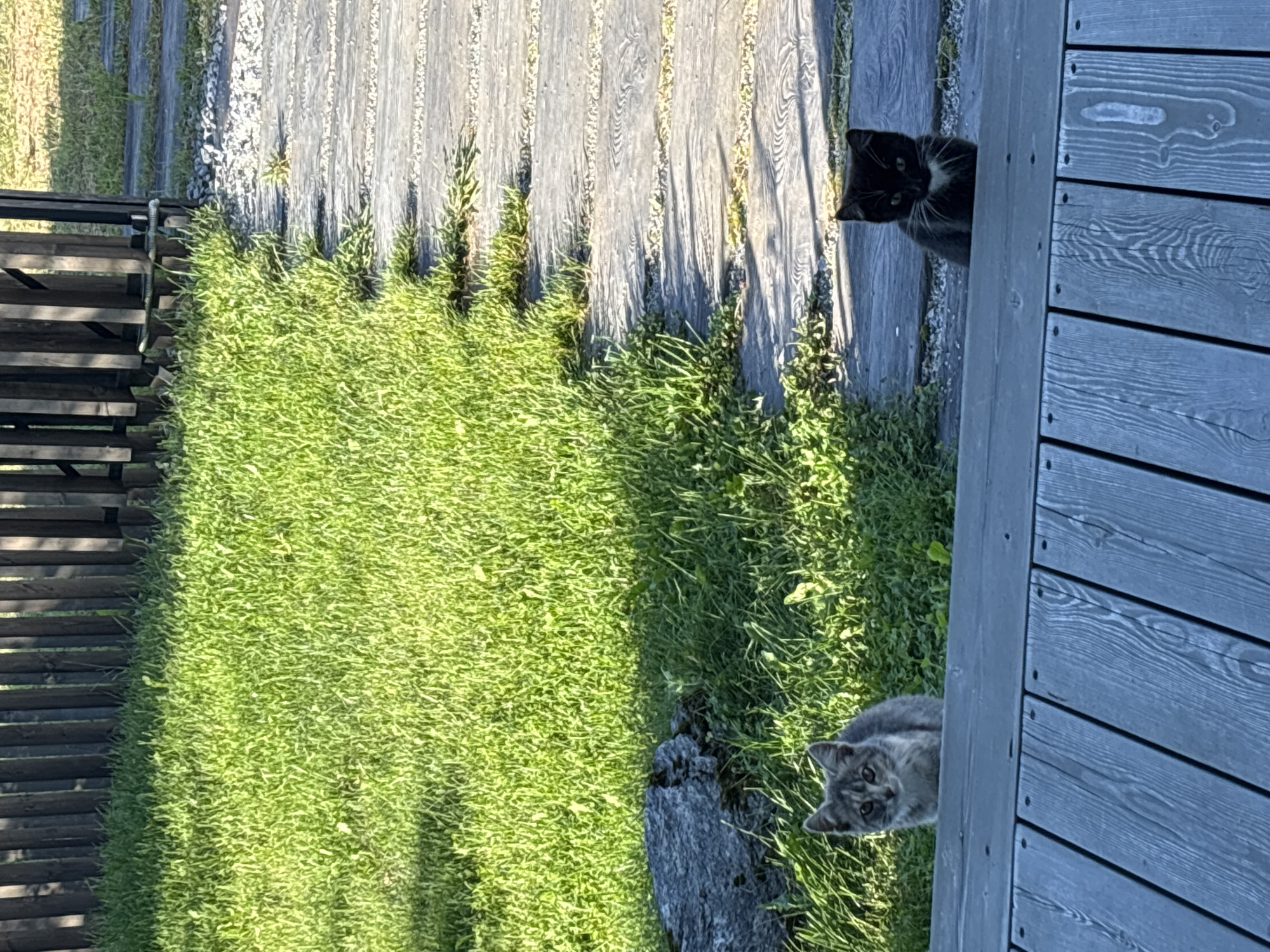 Two kittens are positioned on a wooden deck. To the left, a grey tabby kitten sits on grass, looking towards the camera. To the right, a black kitten with white markings on its chest is also seated on grass, facing the camera. The background features a wooden fence and a paved walkway. The scene is set outdoors in Zvenigorod, Russia, likely in a residential area.