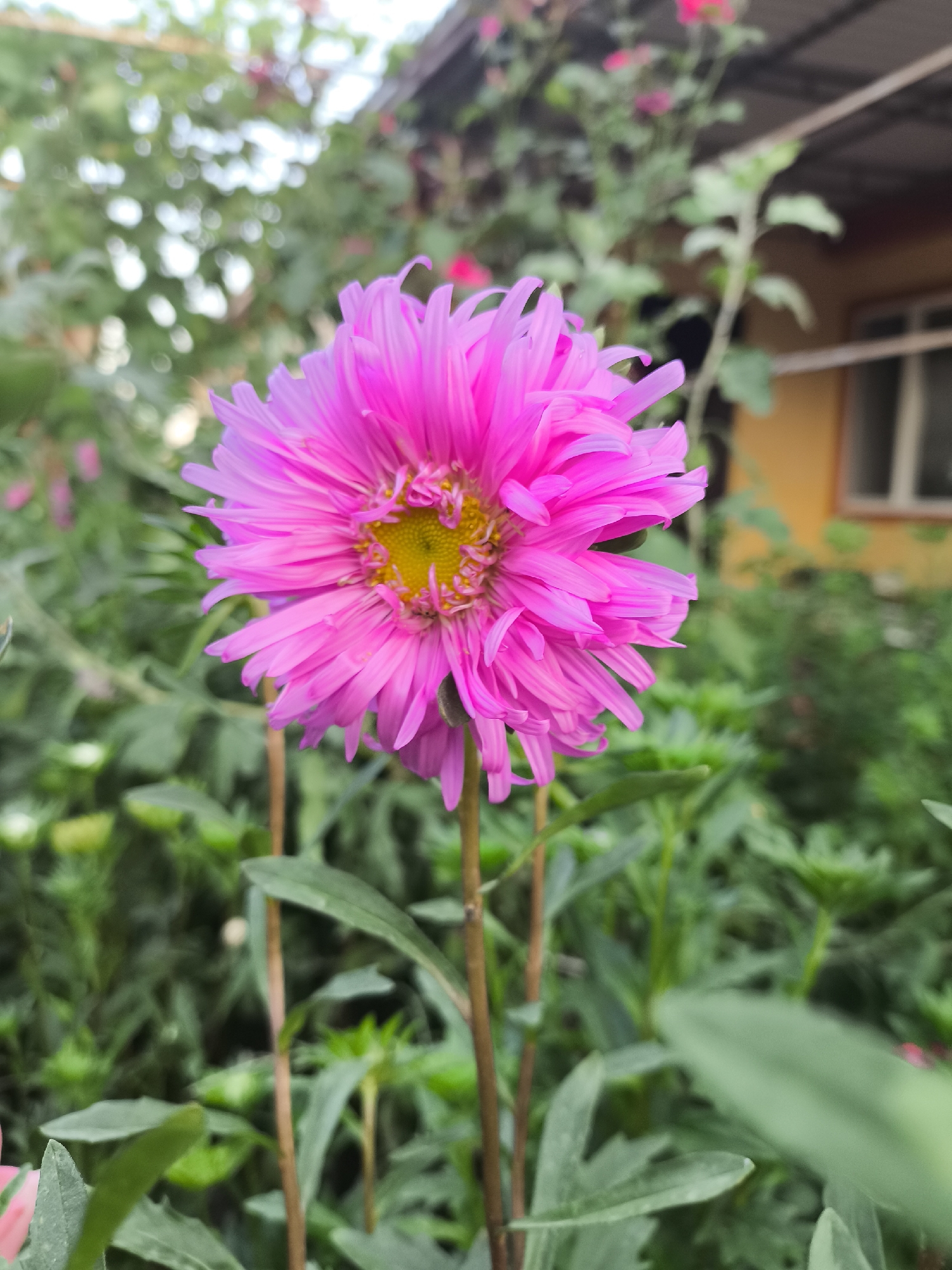 A single, vibrant pink aster flower is in sharp focus in the foreground, its delicate petals fanning outwards from a bright yellow center. The flower is tall and slender, supported by thin brown stems and surrounded by lush green foliage. The background is blurred, with hints of a yellow building with a window and a gray roofline suggesting an outdoor setting, likely a garden or backyard. The overall impression is one of natural beauty and tranquility. The scene depicts a typical domestic environment, possibly a residential area within Yuzhno-Sukhokumsk, Russia, where gardens are a common feature.