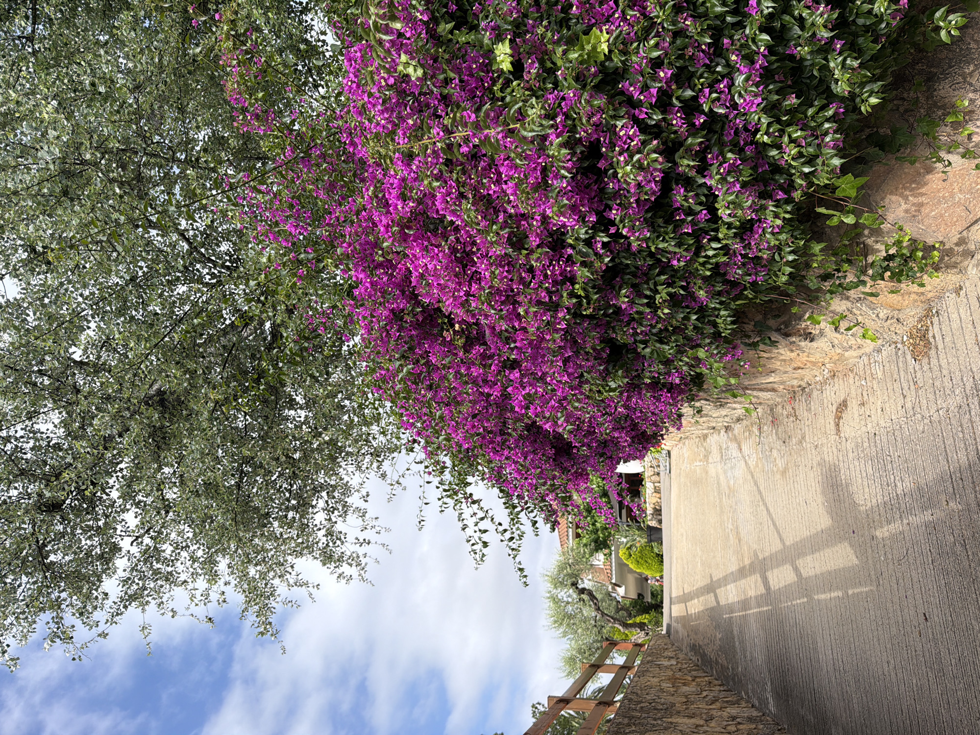 The image displays an outdoor scene in Mont-roig del Camp, Spain, focusing on an ascending concrete pathway flanked by stone retaining walls. The pathway surface exhibits horizontal grooves for traction. Strong natural light creates distinct shadows, including those of a wooden fence on the left side of the path and a faint, human-like shadow at the lower right foreground. The left wall is topped by a wooden railing. Beyond it, a residential structure with a reddish-tiled roof is partially visible at the top of the incline, surrounded by mature trees, possibly olive, and conical green shrubs. A solitary human figure, observed from behind, walks uphill on the path in the distance. The right wall is almost entirely obscured by a dense growth of Bougainvillea, characterized by a profusion of bright magenta-purple bracts and green foliage. Trailing green vines are also present on the lower section of this stone wall. Overhanging the scene from the top, a large tree with light-colored, possibly silver-backed, leaves provides a canopy. The sky, visible in the upper left, is partly cloudy with areas of clear blue.