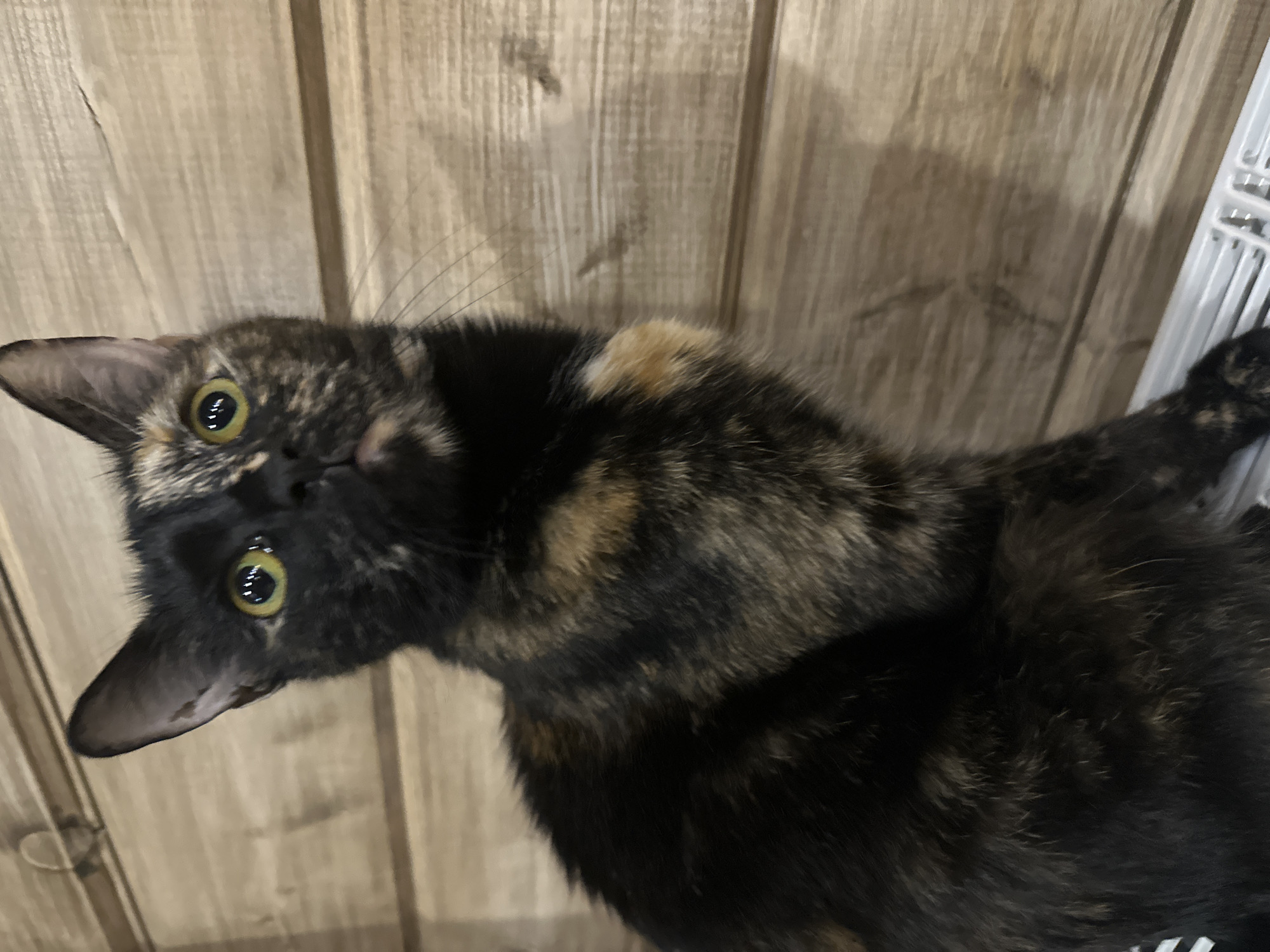 A tortoiseshell cat with black, orange, and brown fur is perched on a white radiator in front of a wooden paneled wall. The cat is looking up and to the right with its bright yellow eyes. Its left ear is slightly pointed upwards, while its right ear is tilted slightly forward. The fur on its face is a mix of black and orange, with a distinct patch of orange above its left eye. The cat's whiskers are long and prominent. The wooden wall behind the cat has a horizontal plank pattern. The bottom of the image shows the slatted surface of the radiator. There is no indication of the location being Virki, Russia.