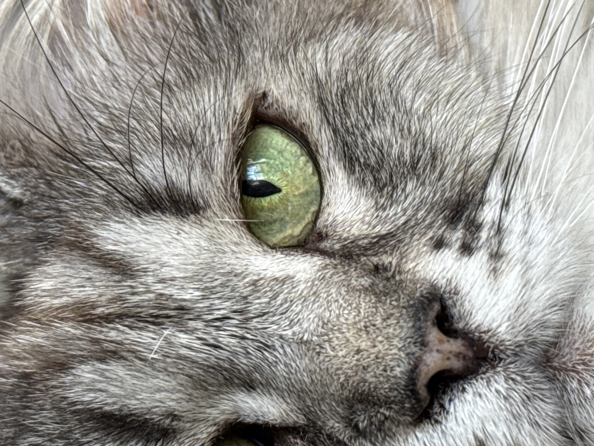 A close-up, high-angle, eye-level shot captures the face of a cat, predominantly its left eye and nose. The cat's fur is a mix of gray and white, with fine black lines running through it. The cat's eye is a striking green with a black vertical pupil. The nose is dark pink with black speckles. The background is blurred, indicating a shallow depth of field. The lighting is soft and natural, highlighting the textures of the fur and the cat's features.