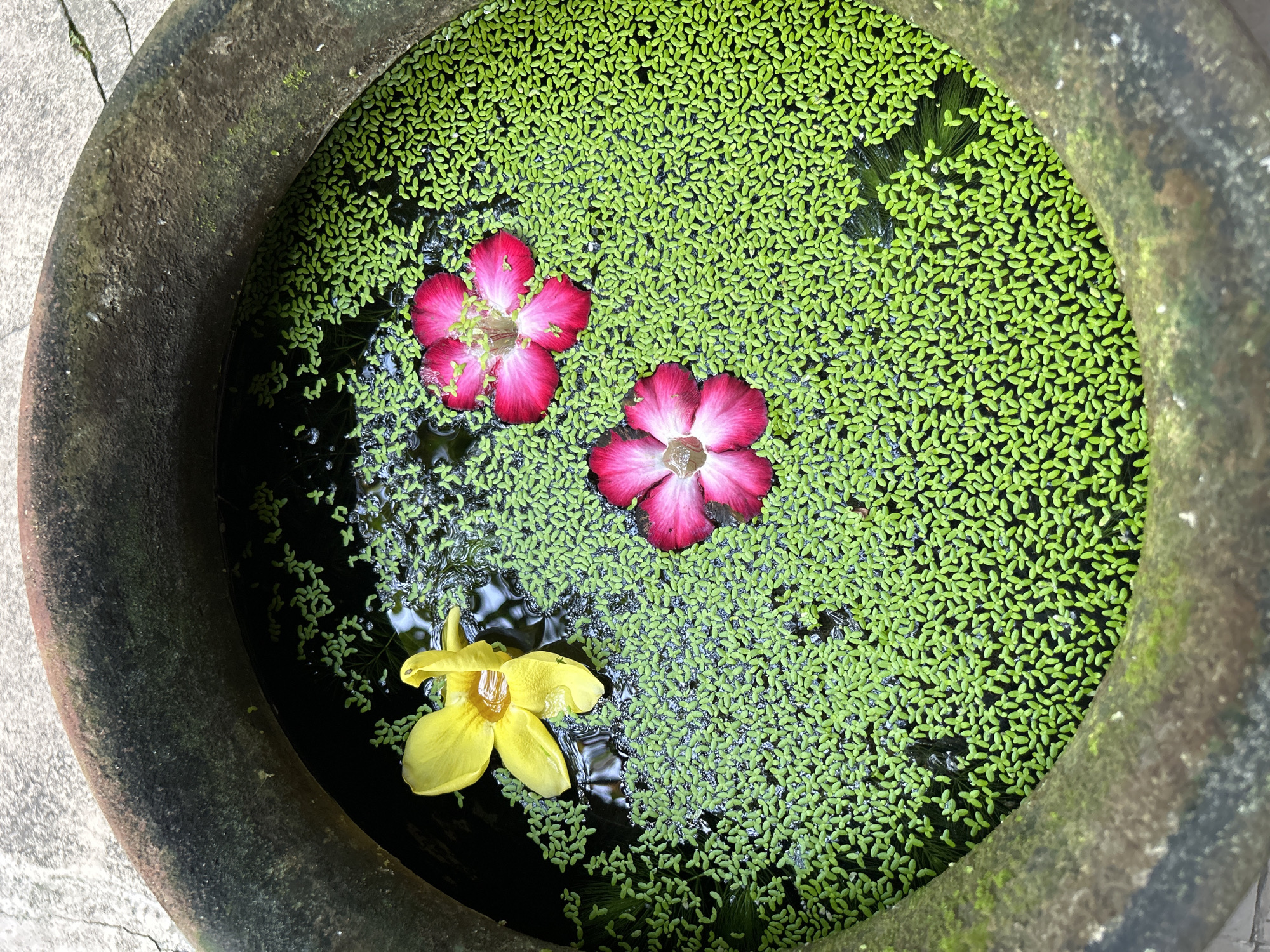 A bird's-eye view captures a large, weathered clay pot filled with dark water and covered in a dense layer of bright green duckweed. Three flowers float on the surface: a yellow flower on the left and two pink flowers on the right. The pot, which appears to be placed on a concrete surface, has moss growing on its rim. This scene is likely from Banguntapan, Indonesia, a region known for its traditional pottery and lush vegetation.