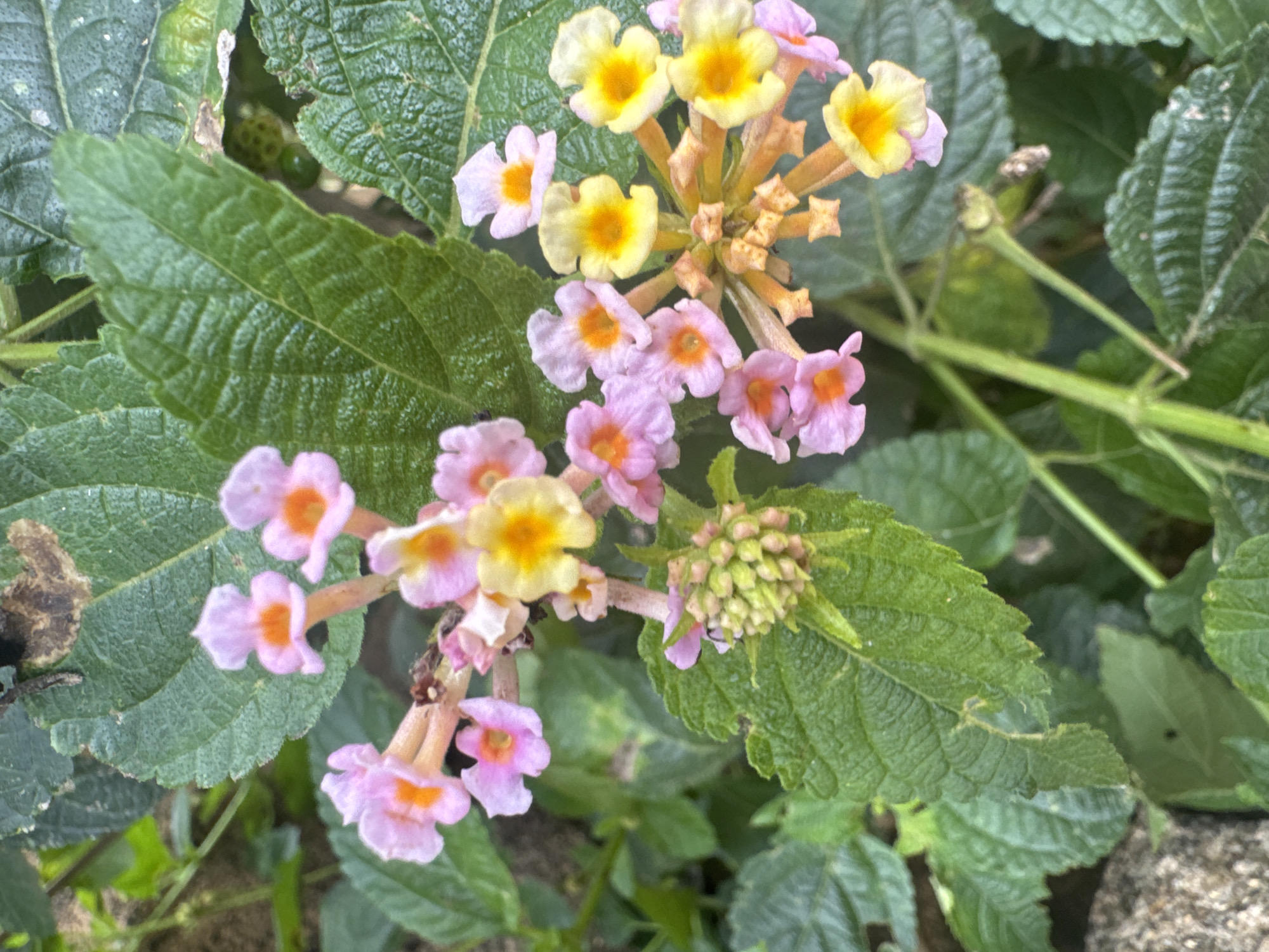 In an outdoor, natural environment, likely in the city of Unknown, Unknown, a cluster of delicate, multi-colored flowers is in full bloom. The flowers are a mix of soft pink and vibrant yellow, with some displaying a gradient of color from pink petals to an orange-yellow center. They are clustered together on thin stems, surrounded by lush, green leaves. Some of the leaves appear to be slightly damaged or have brown spots. In the background, other green foliage and hints of a rocky surface are visible. A cluster of undeveloped flower buds, a pale green, is also present on one of the stems. The lighting suggests it is daytime, with soft light illuminating the flowers and foliage. No people or animals are visible in the image.