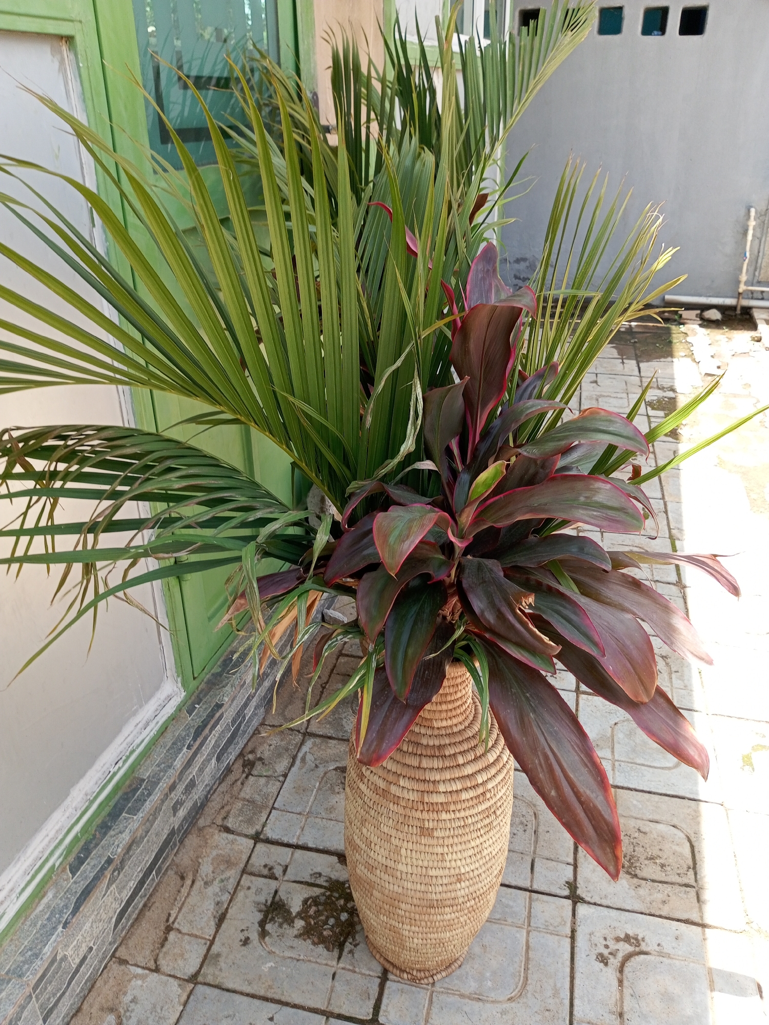 This media file is a photograph taken outdoors, likely in Barden Yana, Nigeria. The primary subject is a large, woven basket filled with lush green palm fronds and a prominent plant with dark red and green leaves, possibly a Cordyline. The basket sits on a paved area made of square tiles, which appears to be an outdoor walkway or patio.
Behind the basket, a building with a light gray painted wall is visible. The wall has three small, square windows with dark blue or black frames. To the left of the basket, a section of a light green door or window frame is present, with a white trim along the bottom. The ground around the basket is tiled, and some areas show signs of dirt or dampness.
The lighting suggests it is daytime, with bright sunlight casting shadows and highlighting the textures of the plants and the woven basket. The overall scene conveys a sense of outdoor decoration, possibly a garden or entryway setting. There is no visible text in the image. The image captures a still moment, focusing on the arrangement of the plants and the textures of the natural and man-made elements.