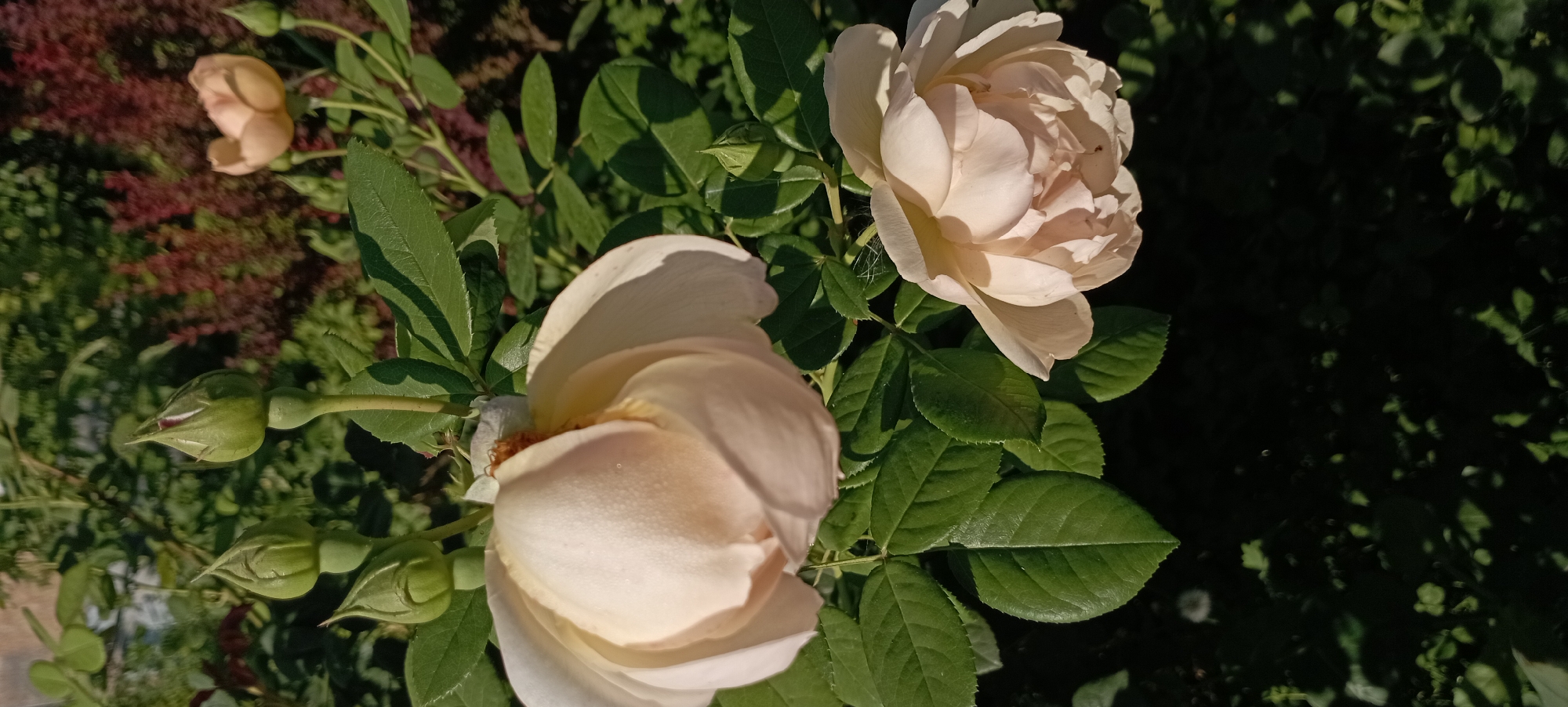 This is a photograph of a rose bush in Radisne, Ukraine. The bush has several pale pink roses and rose buds, some of which are partially open. The leaves are green and appear healthy. The background consists of other greenery and some darker, out-of-focus foliage. The lighting suggests it is daytime, with sunlight casting shadows.