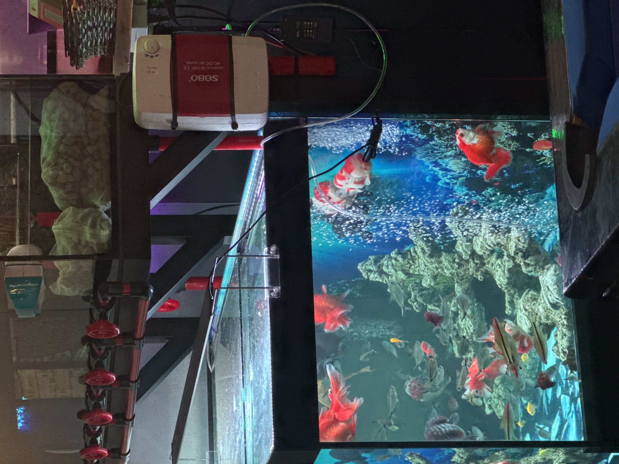 The image shows an indoor aquarium with various fish, including goldfish, swimming among artificial coral. An air pump, labeled "SOBO," is mounted above the aquarium. The aquarium setup includes a filtration system with red valves and clear tubing. The environment appears to be a dimly lit room.