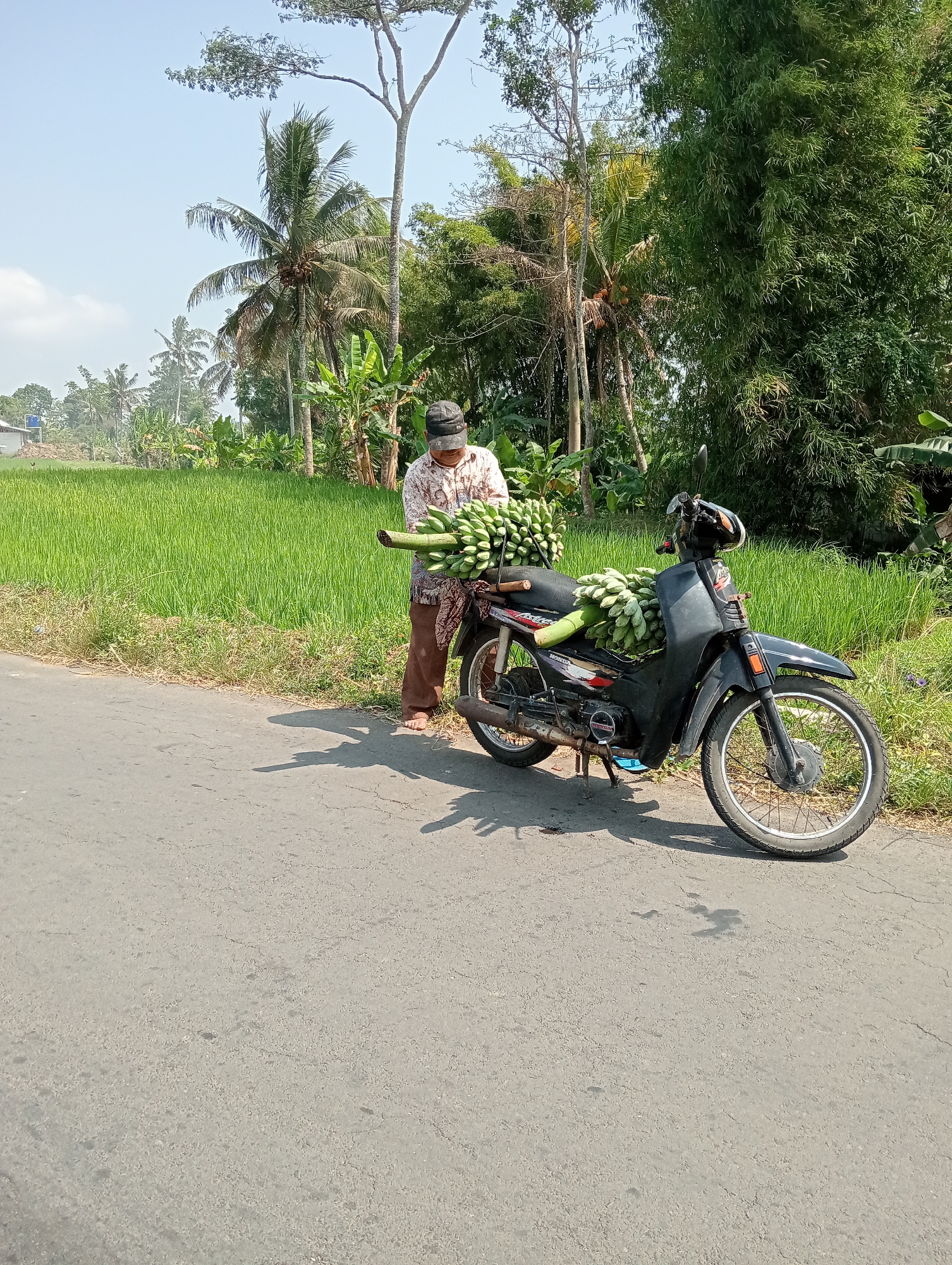 In Krajan Kidul, Indonesia, a man stands next to a black motorcycle parked on the side of an asphalt road. The motorcycle is laden with bunches of green bananas. The man, wearing a patterned shirt and a dark cap, appears to be arranging or securing the bananas. Behind him, a lush green rice paddy stretches to the horizon, bordered by a variety of trees including palm trees and bamboo. The sky is clear and blue.