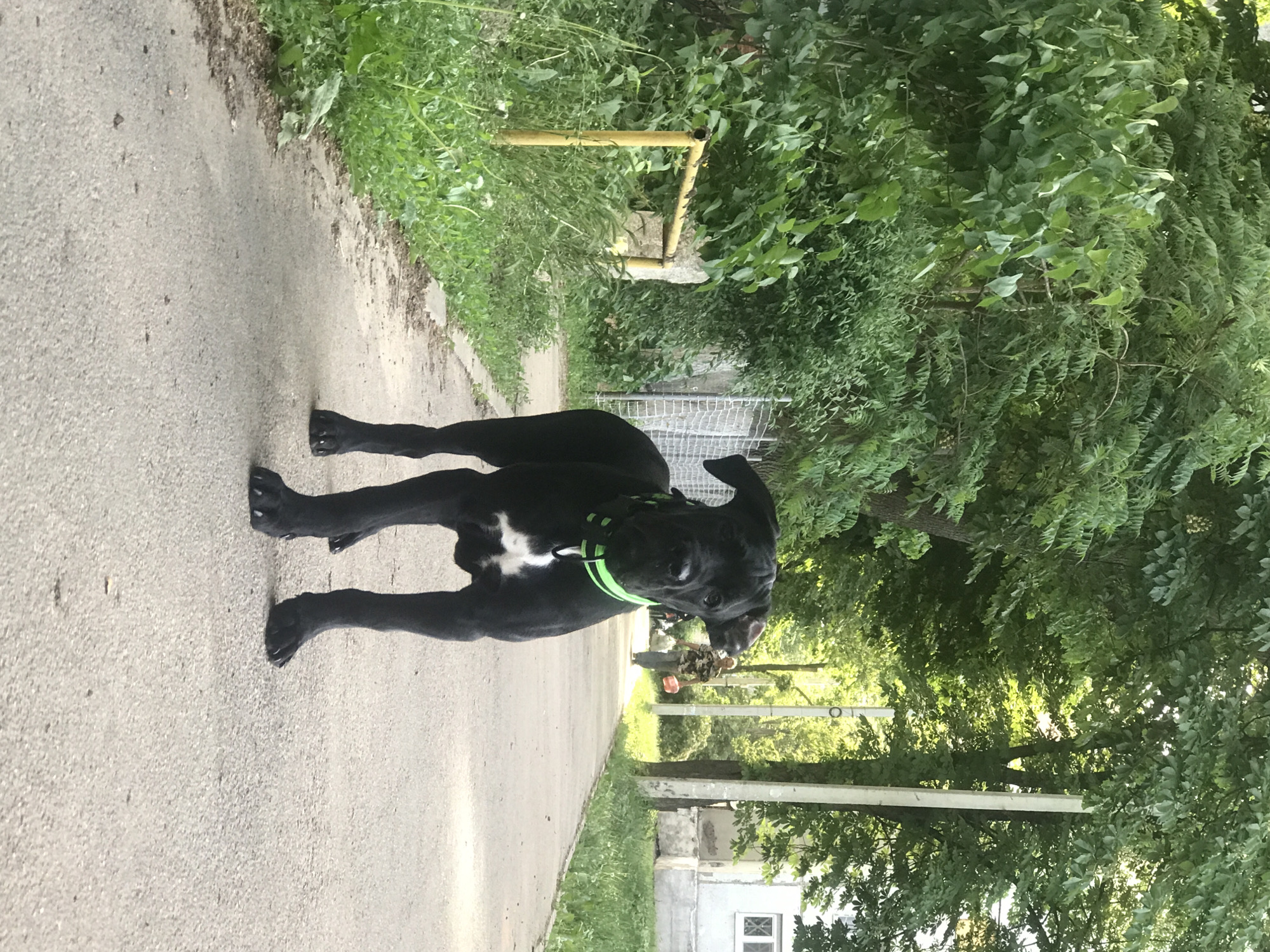A black dog with a white chest patch and a green collar stands on a paved path. The path is bordered by greenery on both sides, including trees and grass. In the background, a person is walking away down the path. The scene appears to be in a park or residential area. Based on context clues (implied by the prompt), this image is likely taken in Kharkiv, Ukraine. The scene includes street lights, building and road.