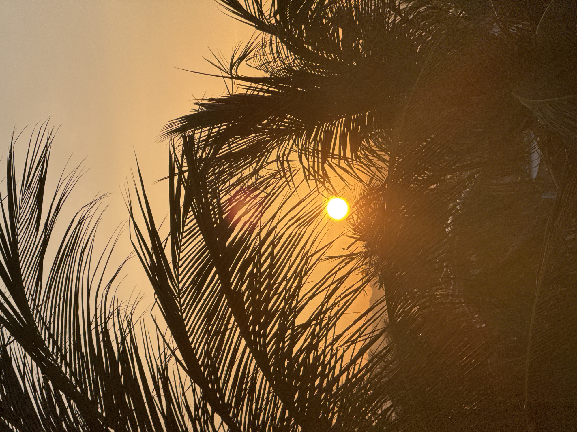 The image depicts a sunset viewed through silhouetted palm fronds. The sun, a bright orb, is positioned near the center of the frame, partially obscured by the leaves. The sky exhibits a gradient of warm colors, ranging from pale orange to a deeper amber. The palm leaves are dark and feathery, creating a layered effect that frames the sun. The overall scene evokes a tropical or coastal atmosphere. The location is unspecified.