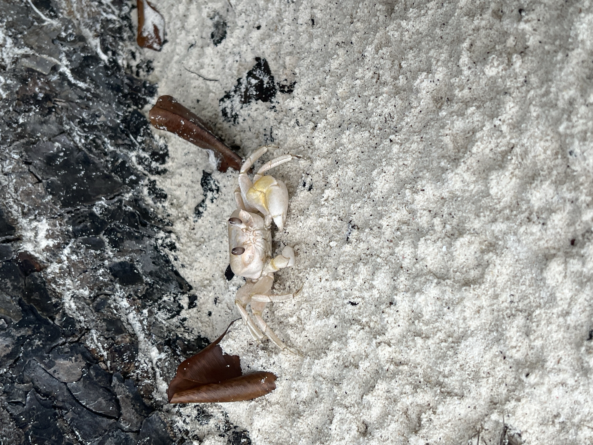A high-angle, close-up shot shows a small, light-colored crab positioned between coarse white sand and a dark, charred, textured surface. The crab is mostly light beige or white with a yellowish tinge on its back and is oriented with its claws facing up and to the right. Two brown, elongated leaves lie near the crab, one on either side. The sand is unevenly distributed with tiny black particles and appears undisturbed. The dark surface on the left exhibits a network of cracks and appears to be either burnt wood or another charred material. The location in the city of Unknown, Unknown, is not discernible.